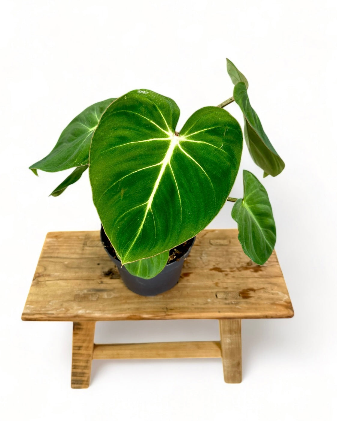 Philodendron Gloriosum