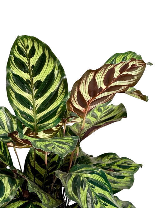 Calathea Makoyana