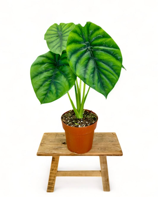 Alocasia Clypeolata « Green Shield »