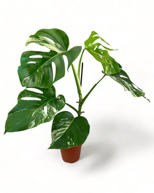 Monstera Deliciosa variegata - 0906