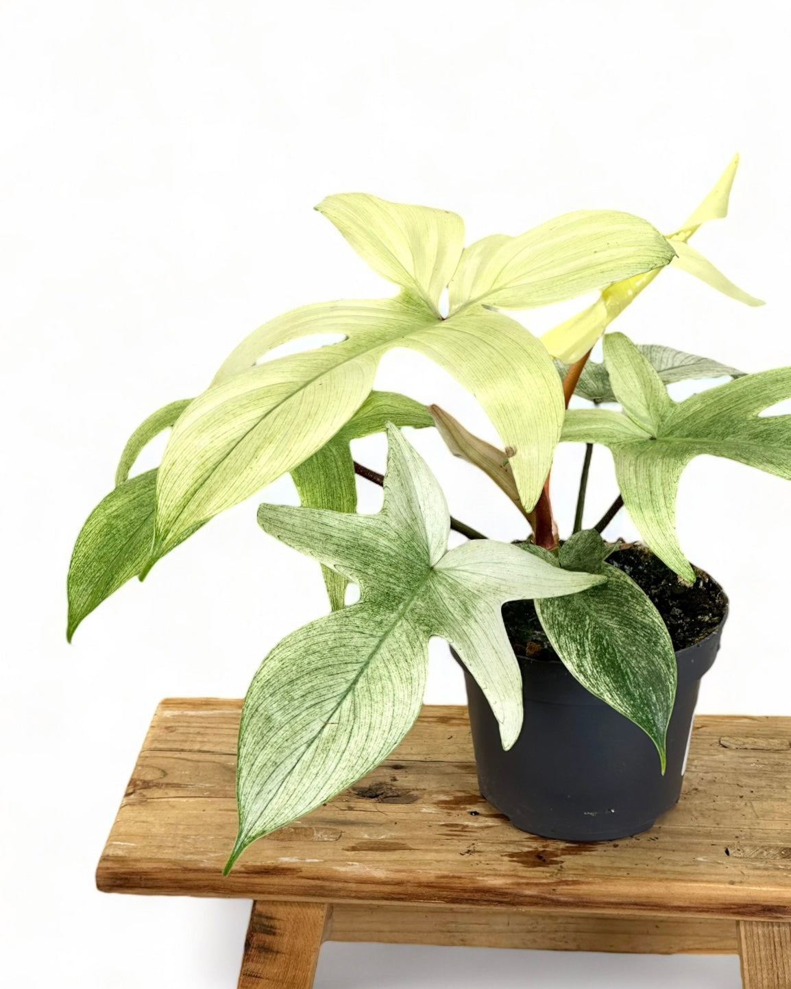 Philodendron Florida Ghost