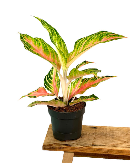 Aglaonema Forest pink