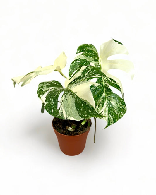 Monstera Deliciosa variegata - Extra white 1001