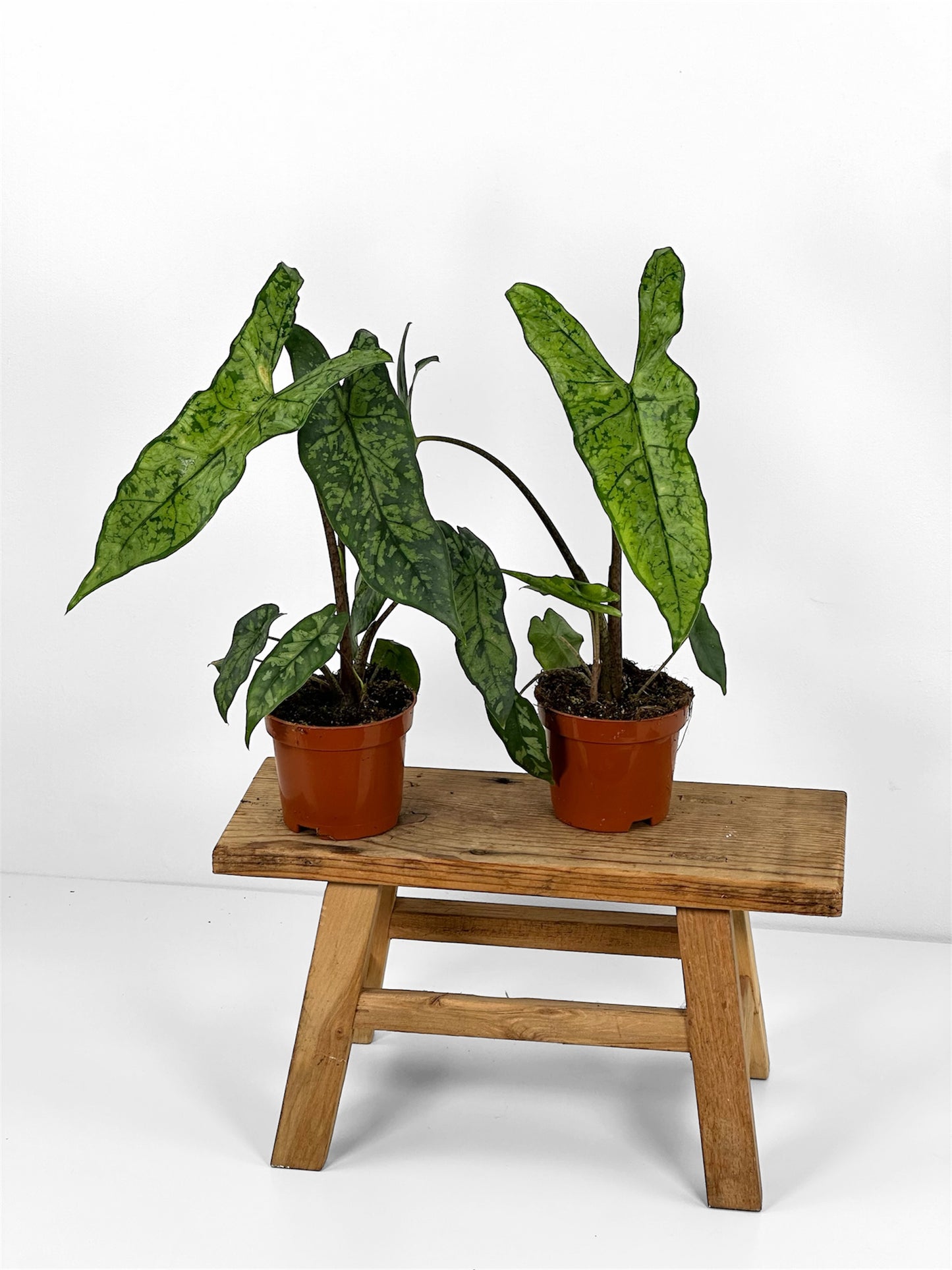 Alocasia Shattered Glass