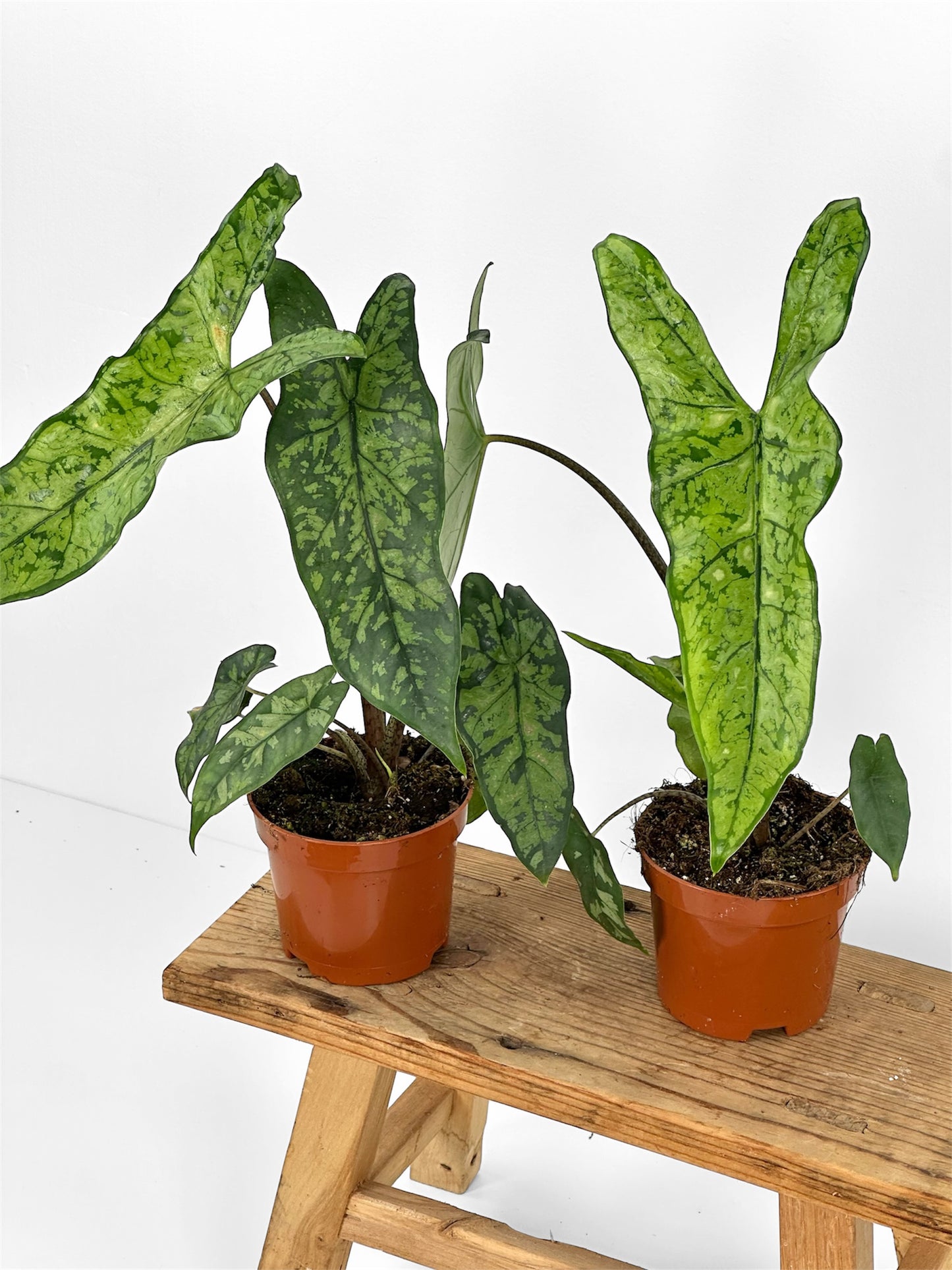 Alocasia Shattered Glass