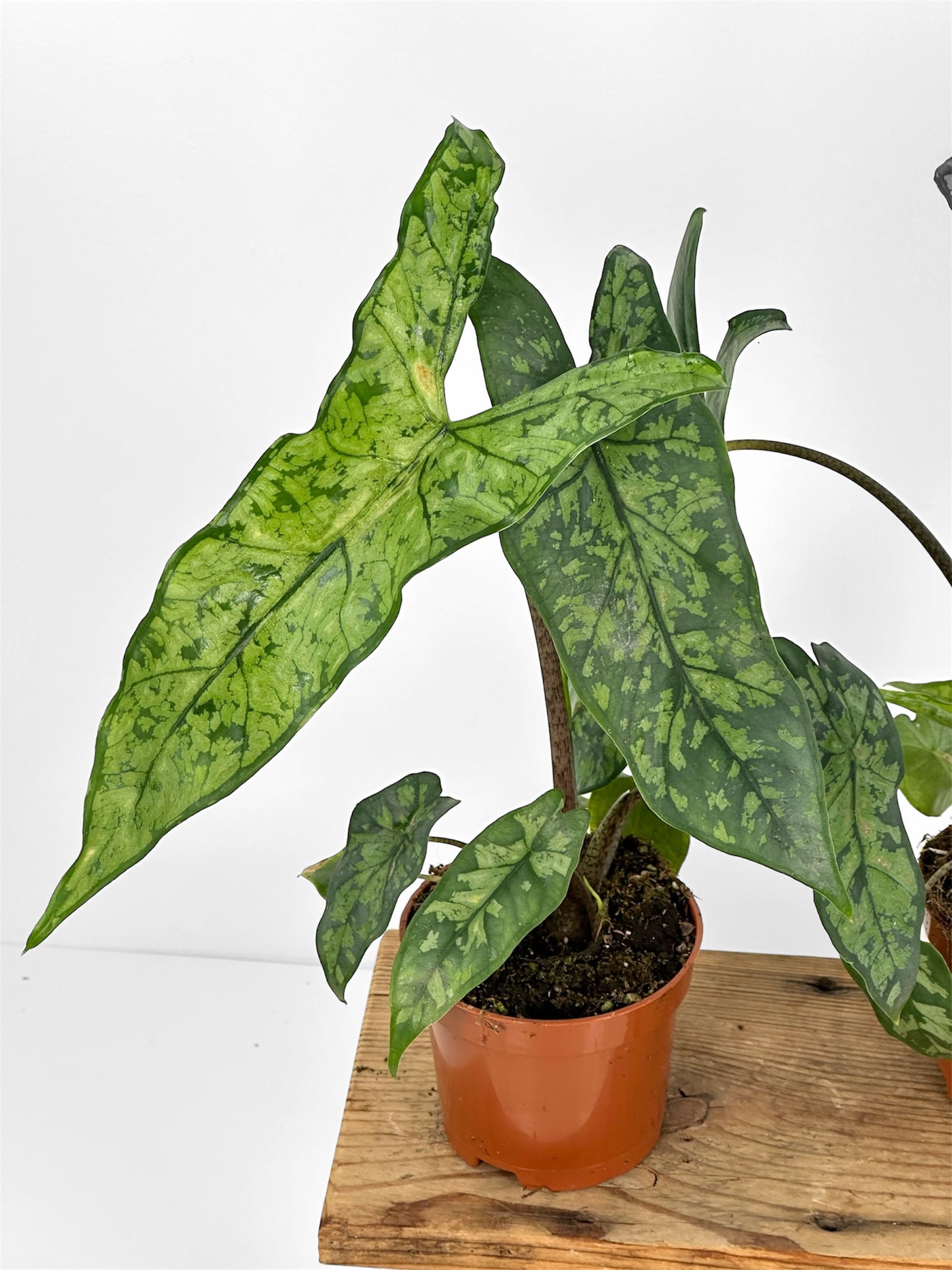 Alocasia Shattered Glass