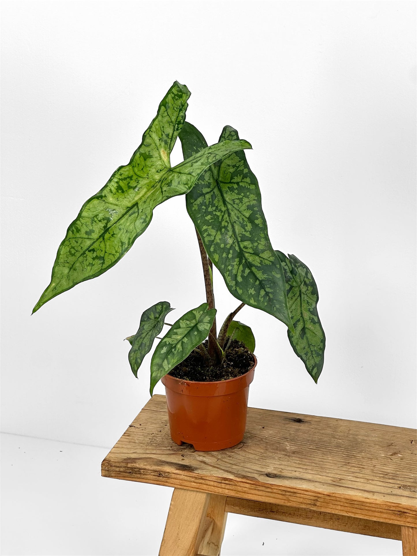 Alocasia Shattered Glass
