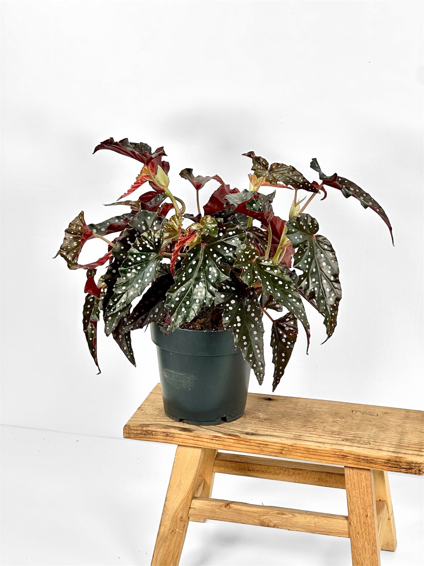 Begonia Maculata Wightii Black Forest