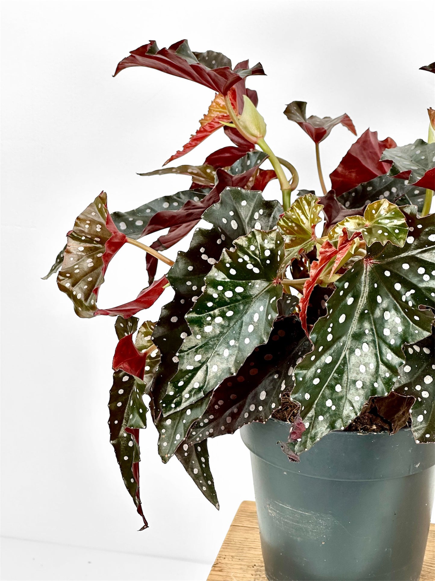 Begonia Maculata Wightii Black Forest