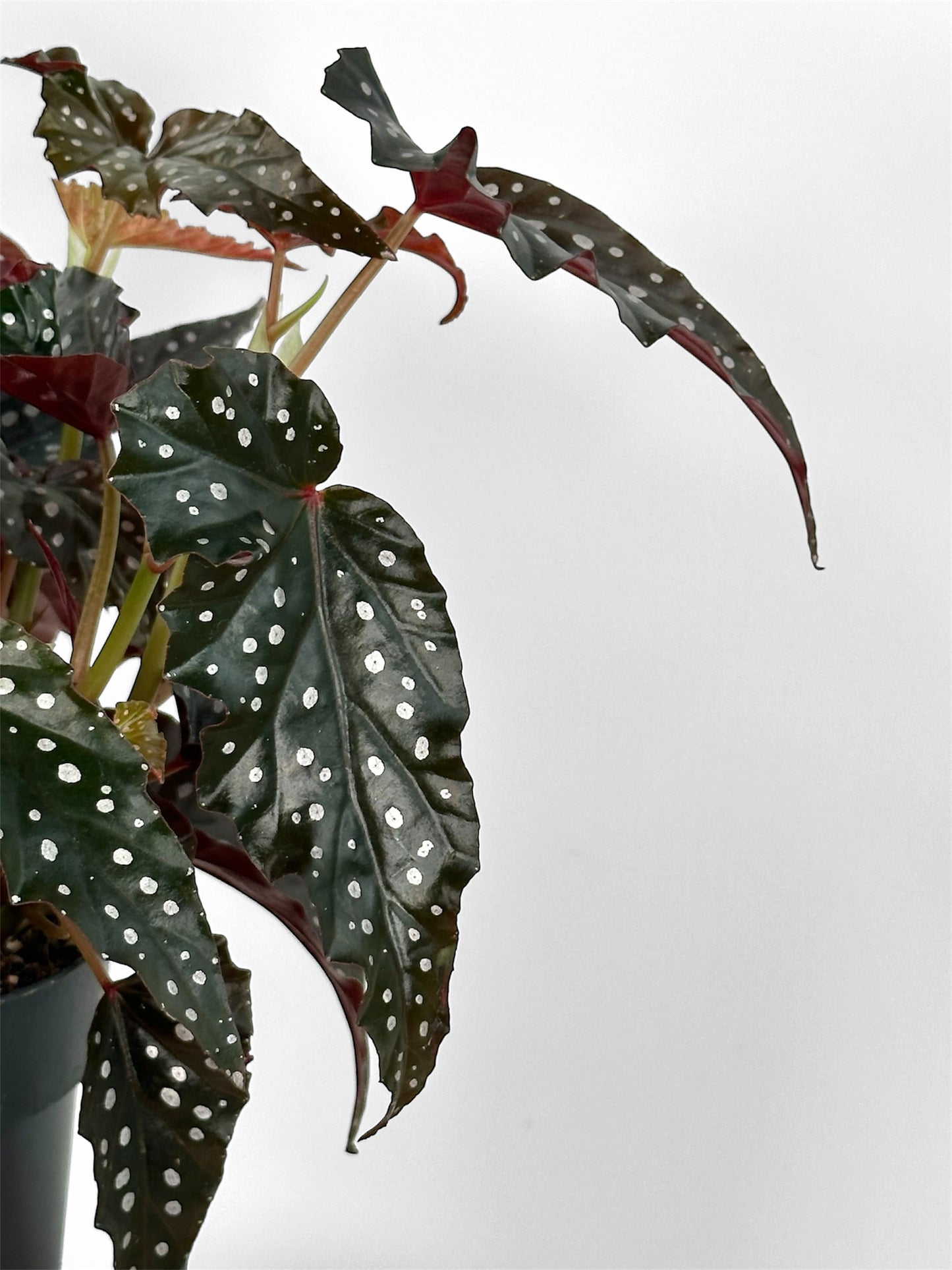 Begonia Maculata Wightii Black Forest