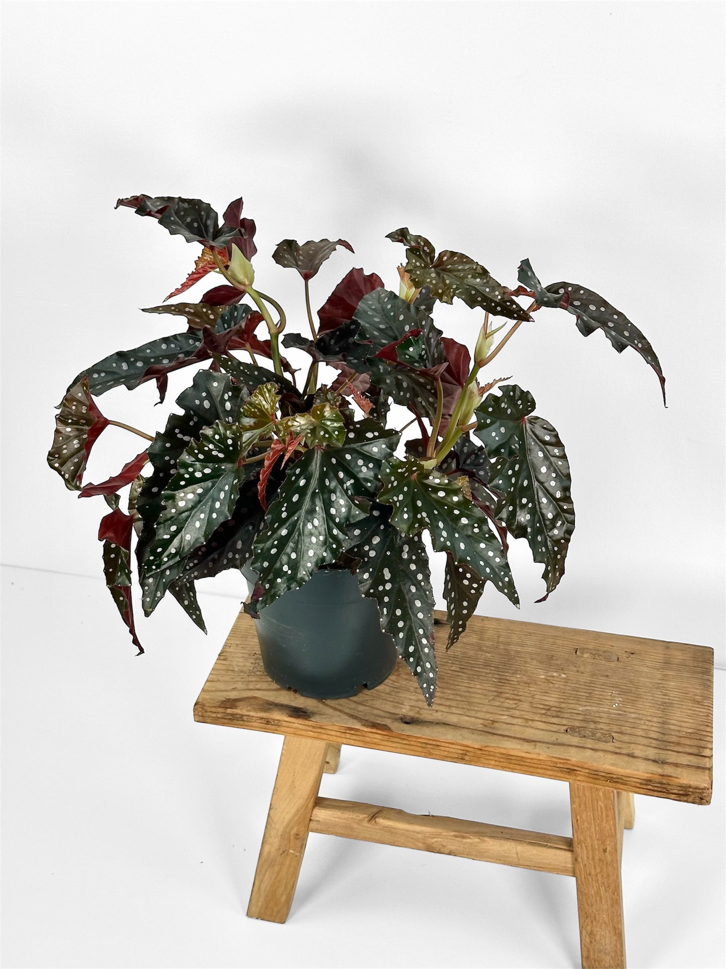 Begonia Maculata Wightii Black Forest