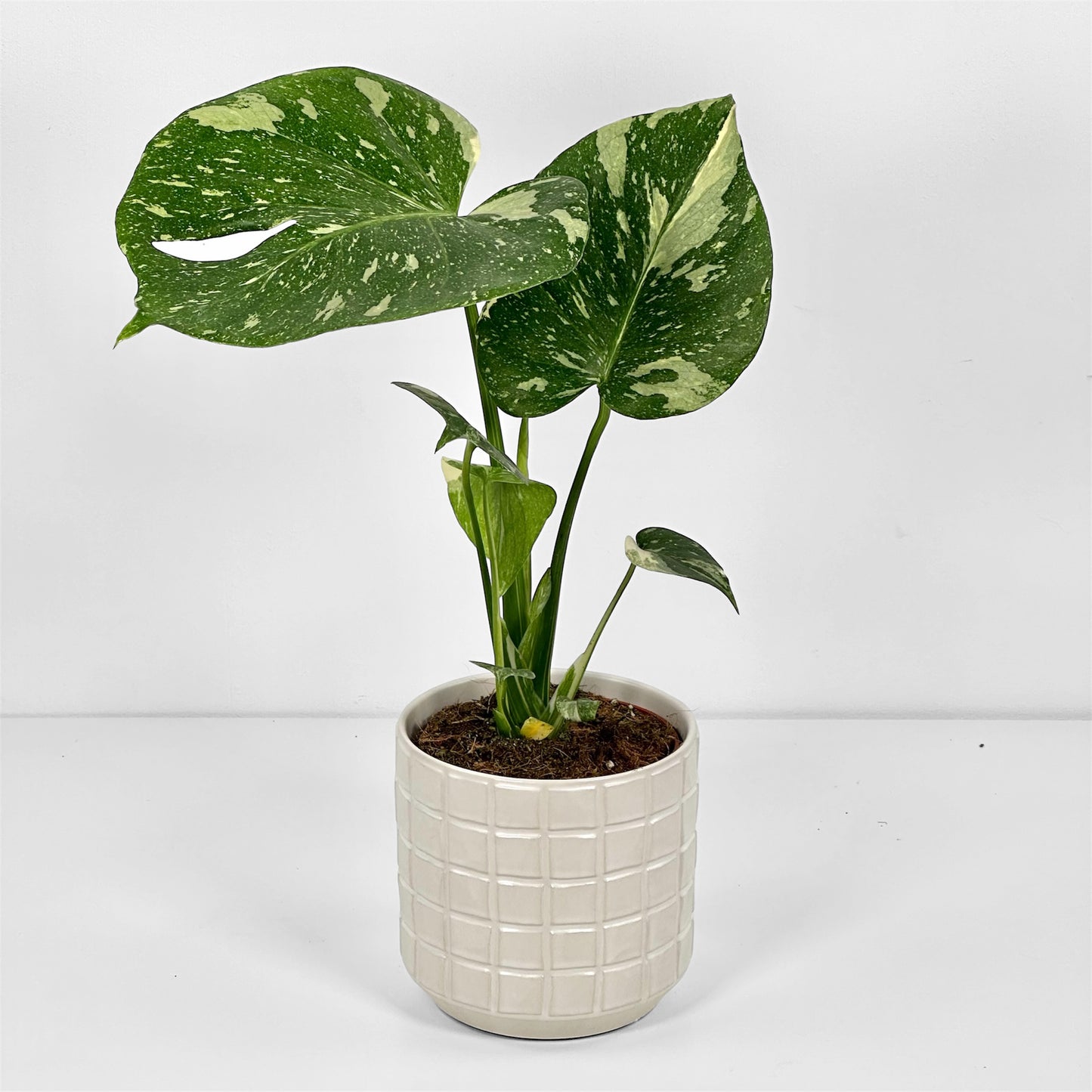 Cache-pot 'Ruit' Ø12 cm