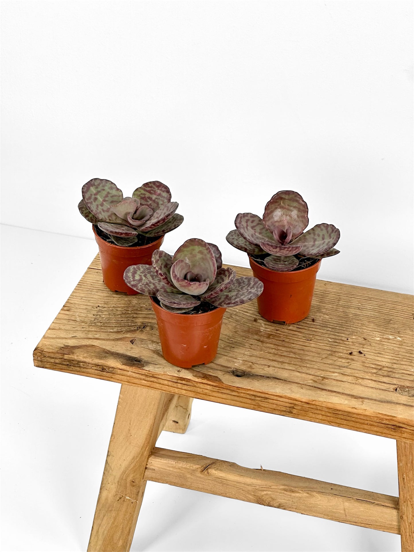 Kalanchoe Humilis Zebra - Baby plant