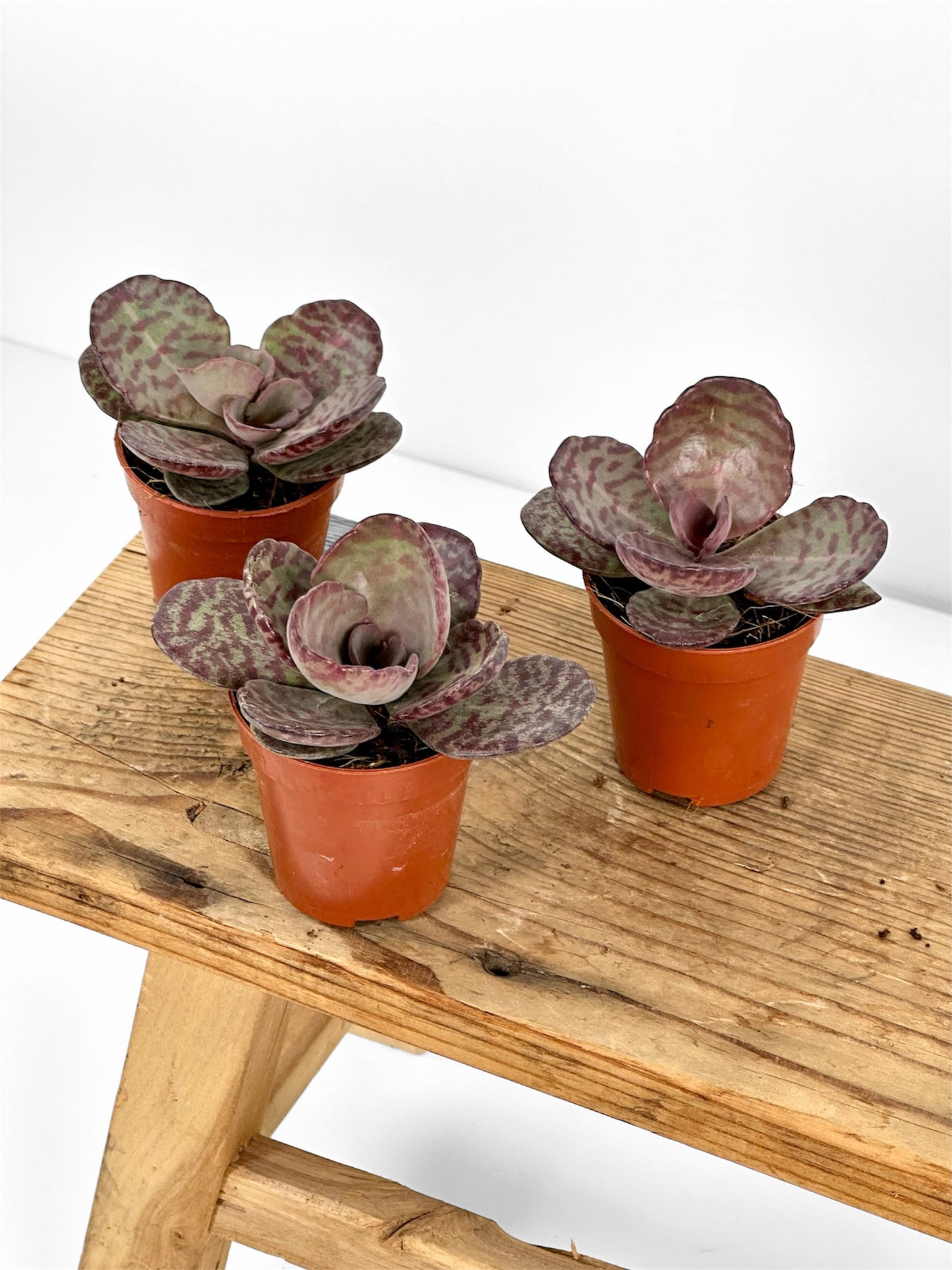 Kalanchoe Humilis Zebra - Baby plant