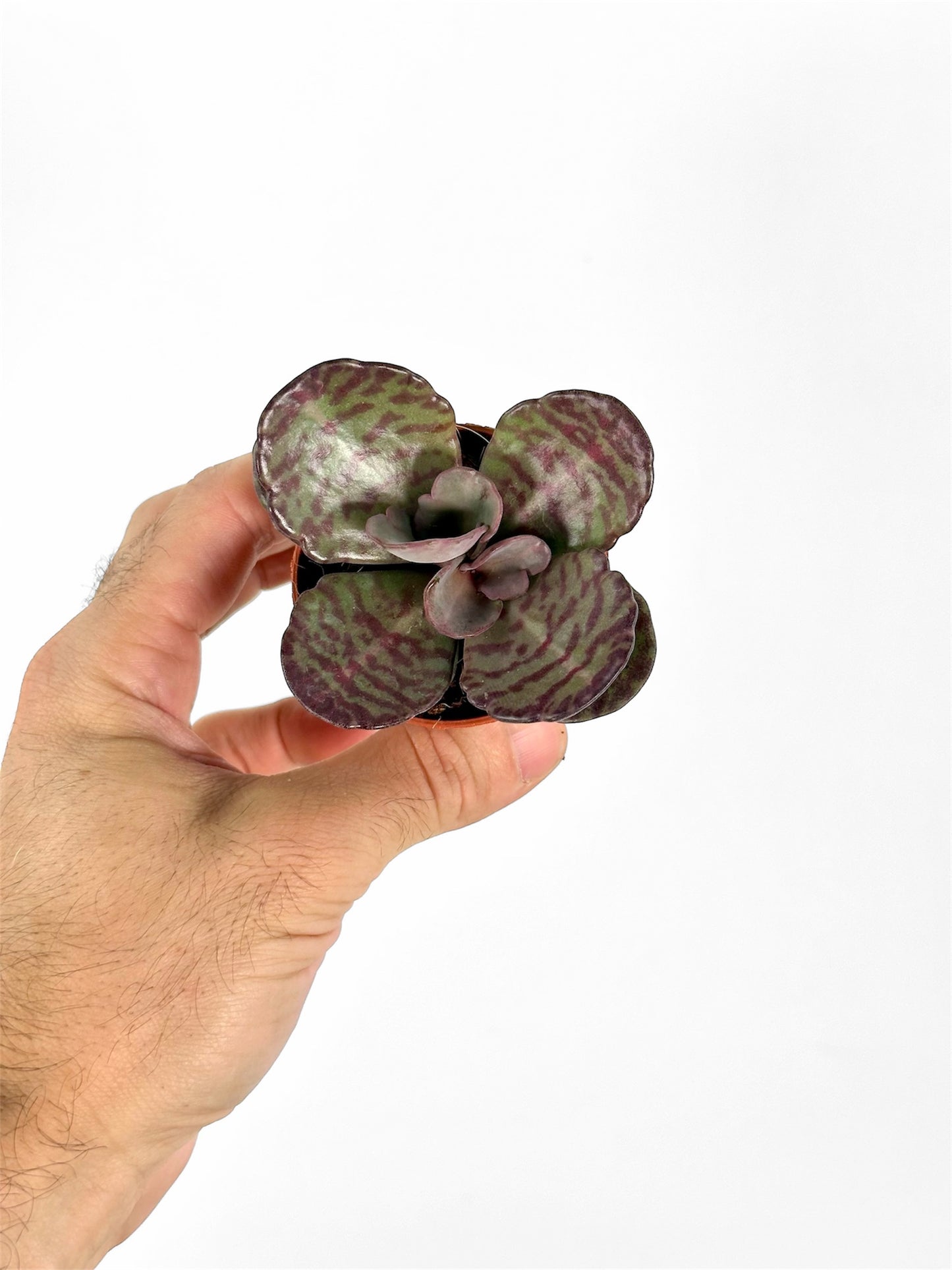 Kalanchoe Humilis Zebra - Baby plant