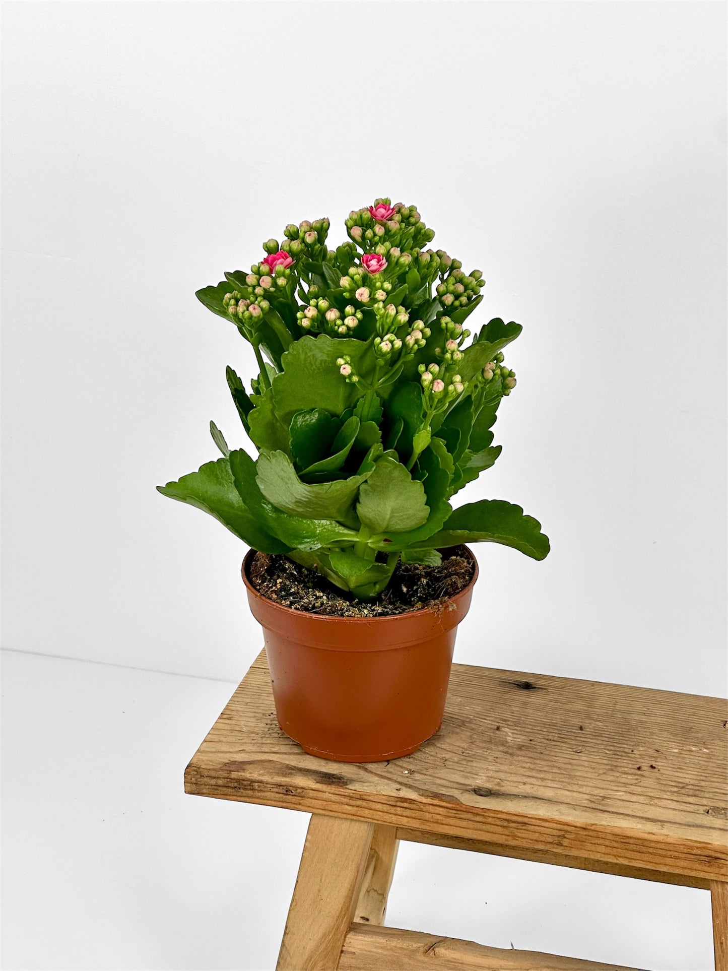 Kalanchoe Rosalina Don Nando - rose