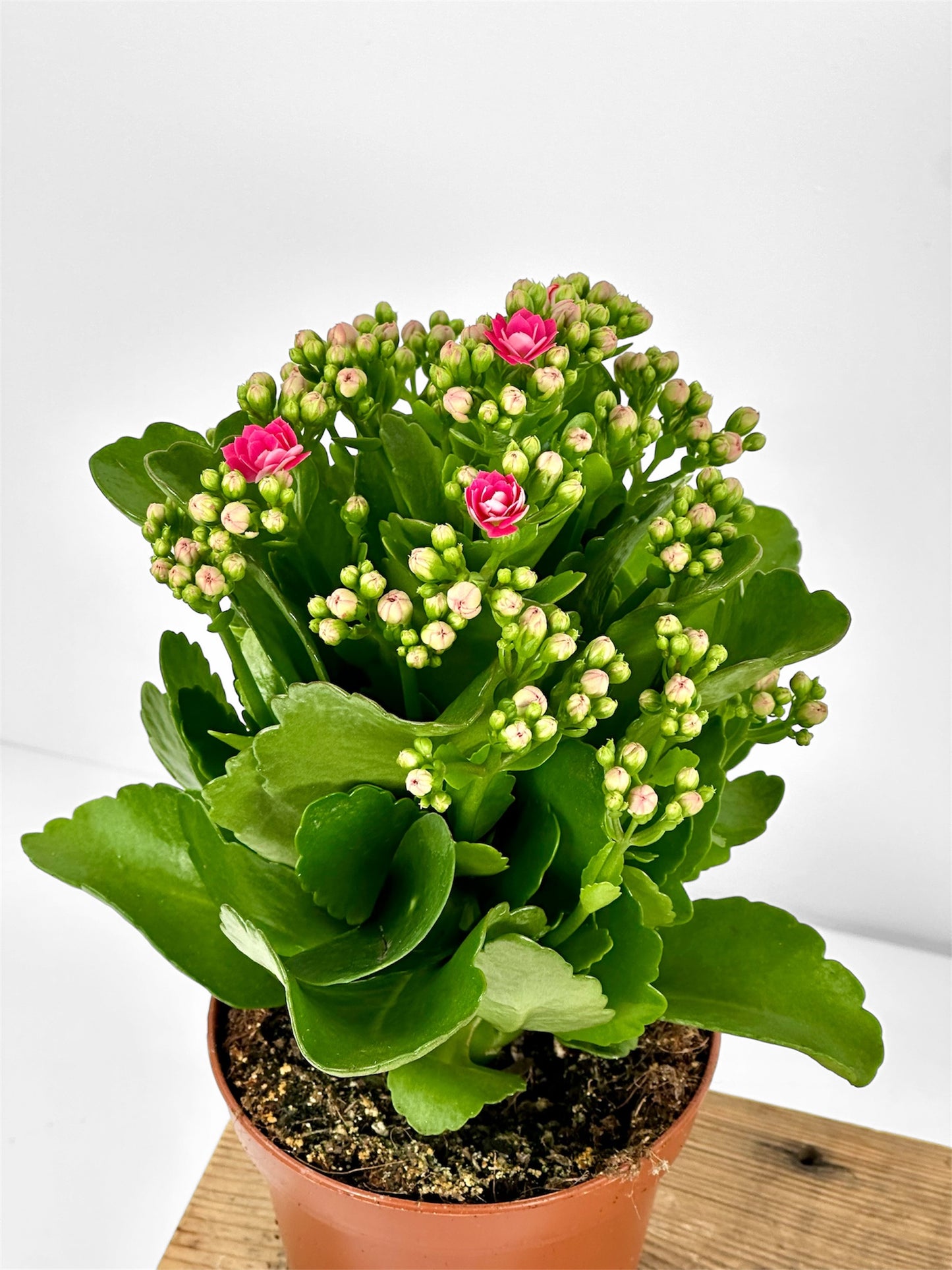 Kalanchoe Rosalina Don Nando - rose