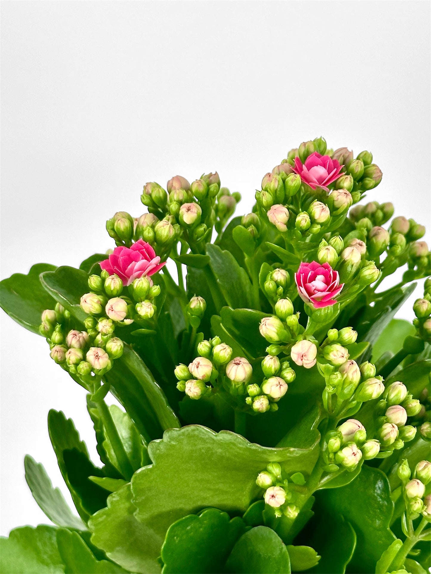 Kalanchoe Rosalina Don Nando - rose