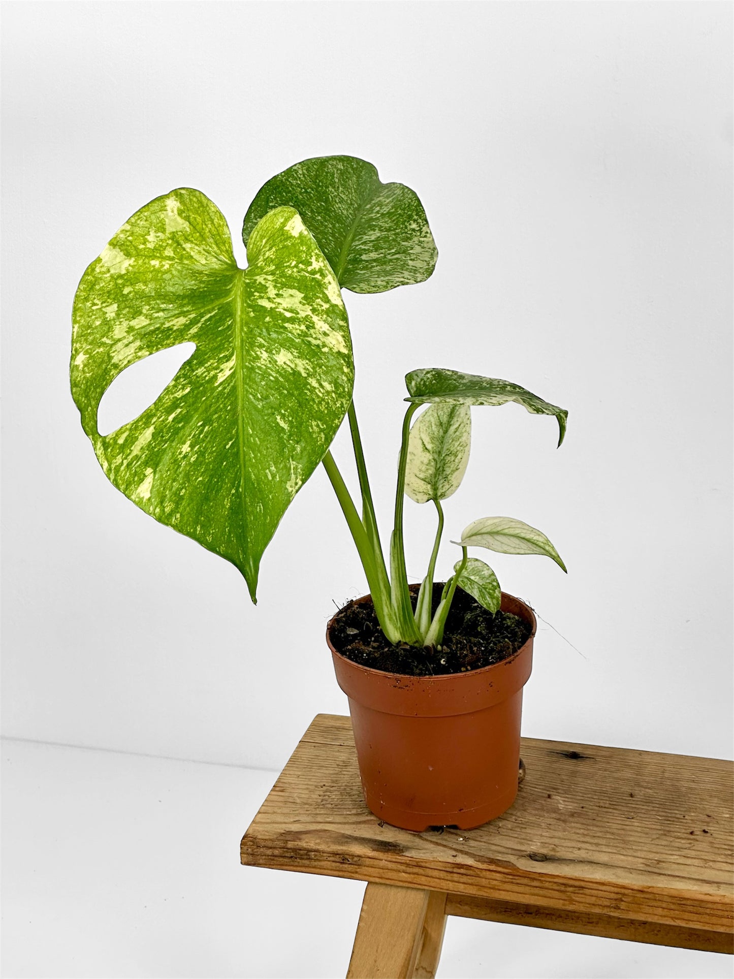 Monstera Deliciosa Mint