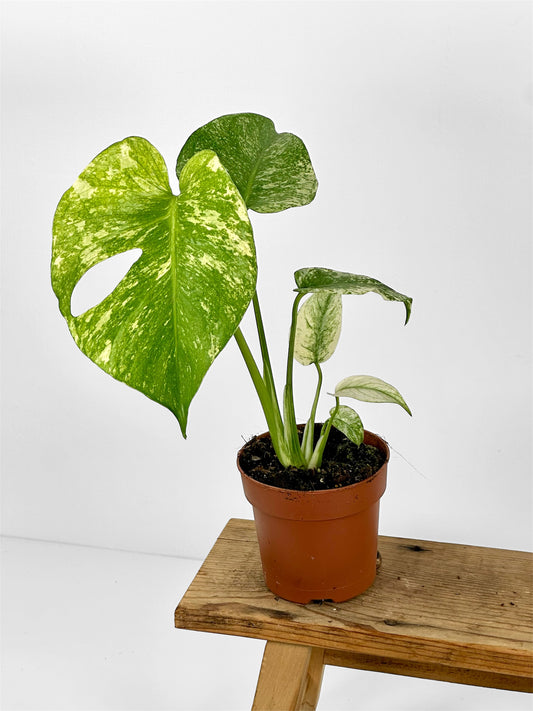 Monstera Deliciosa Mint