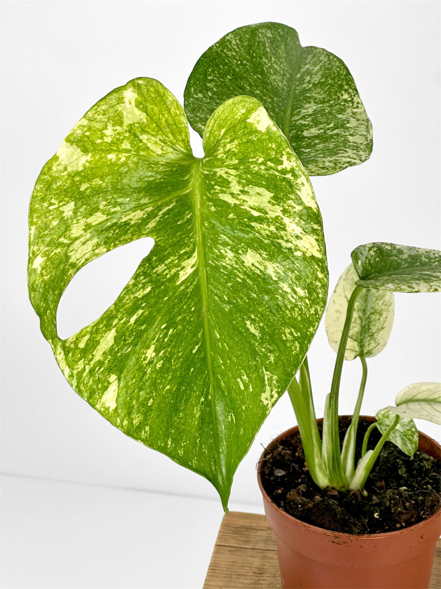 Monstera Deliciosa Mint