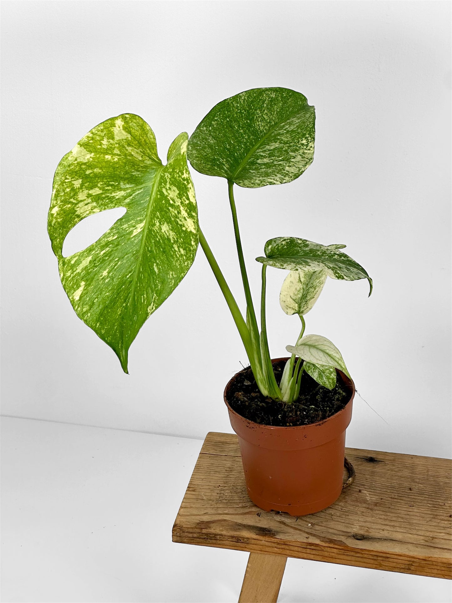 Monstera Deliciosa Mint
