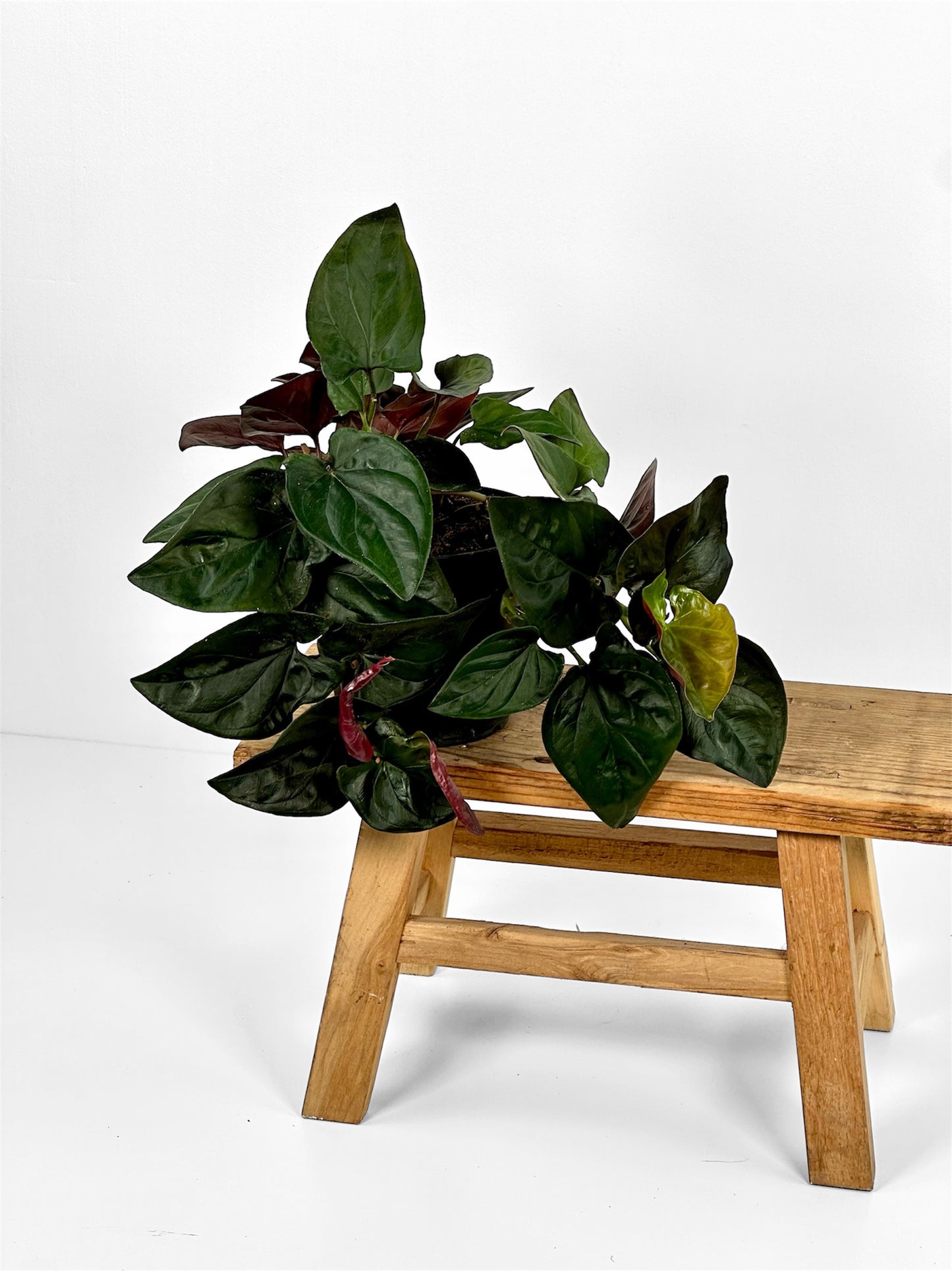 Syngonium Red Arrow