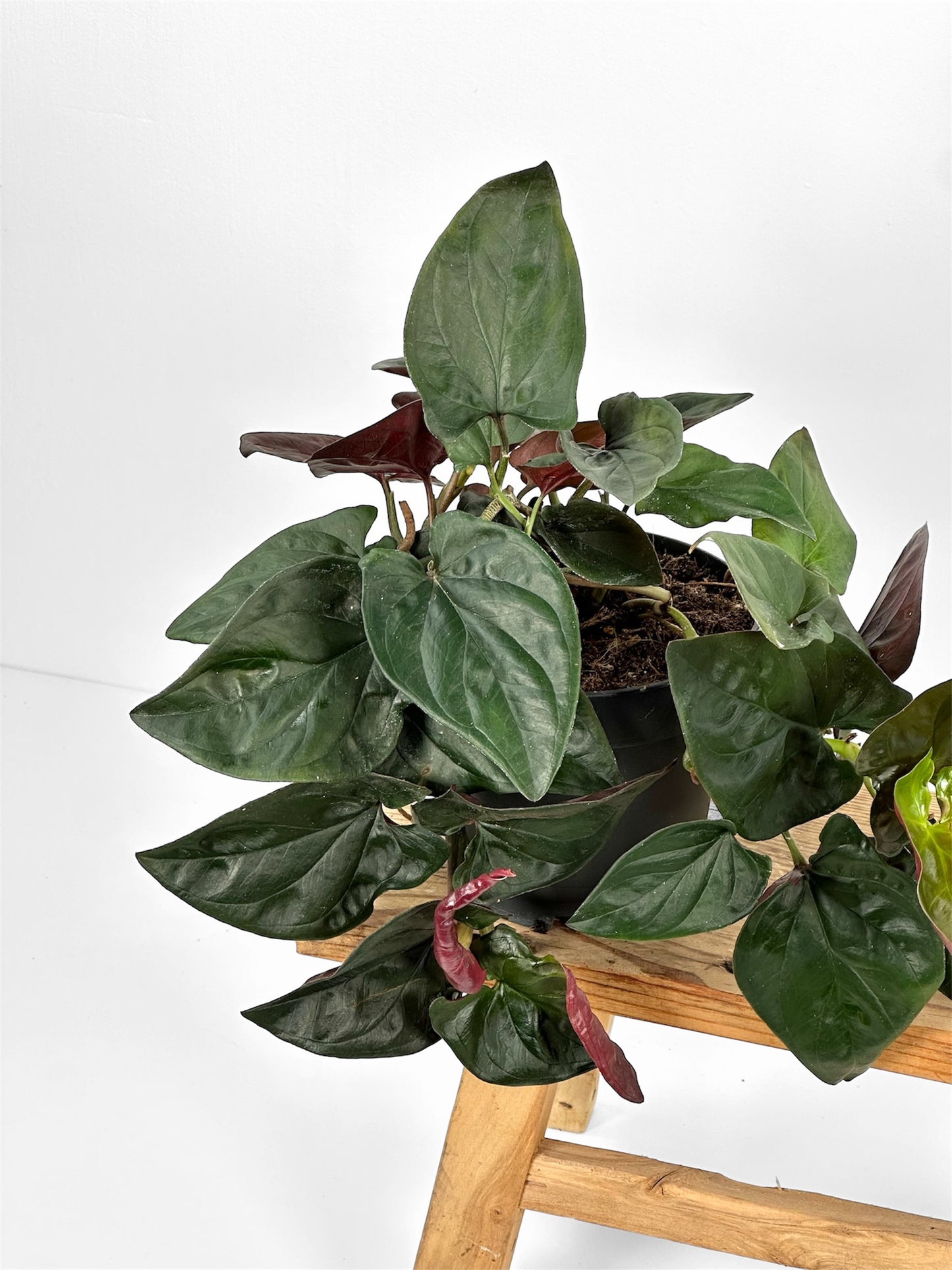 Syngonium Red Arrow