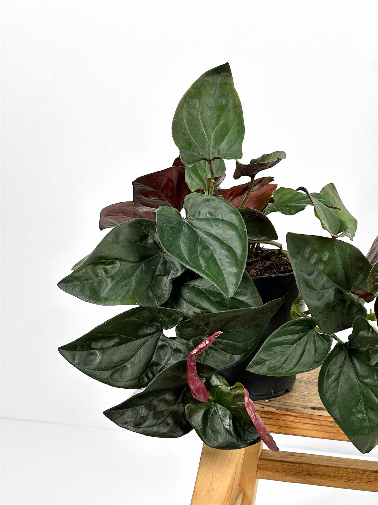 Syngonium Red Arrow