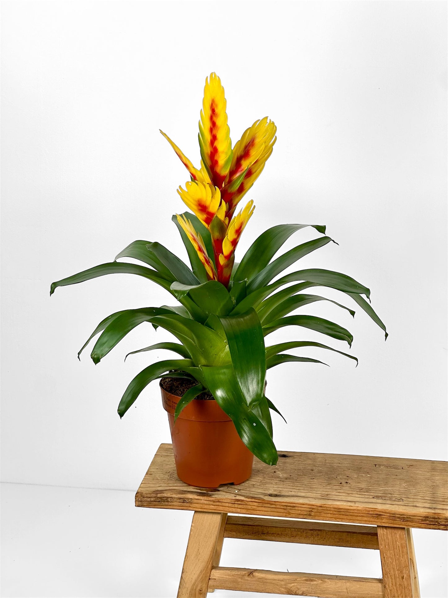 Vriesea Intenso Yellow Flame