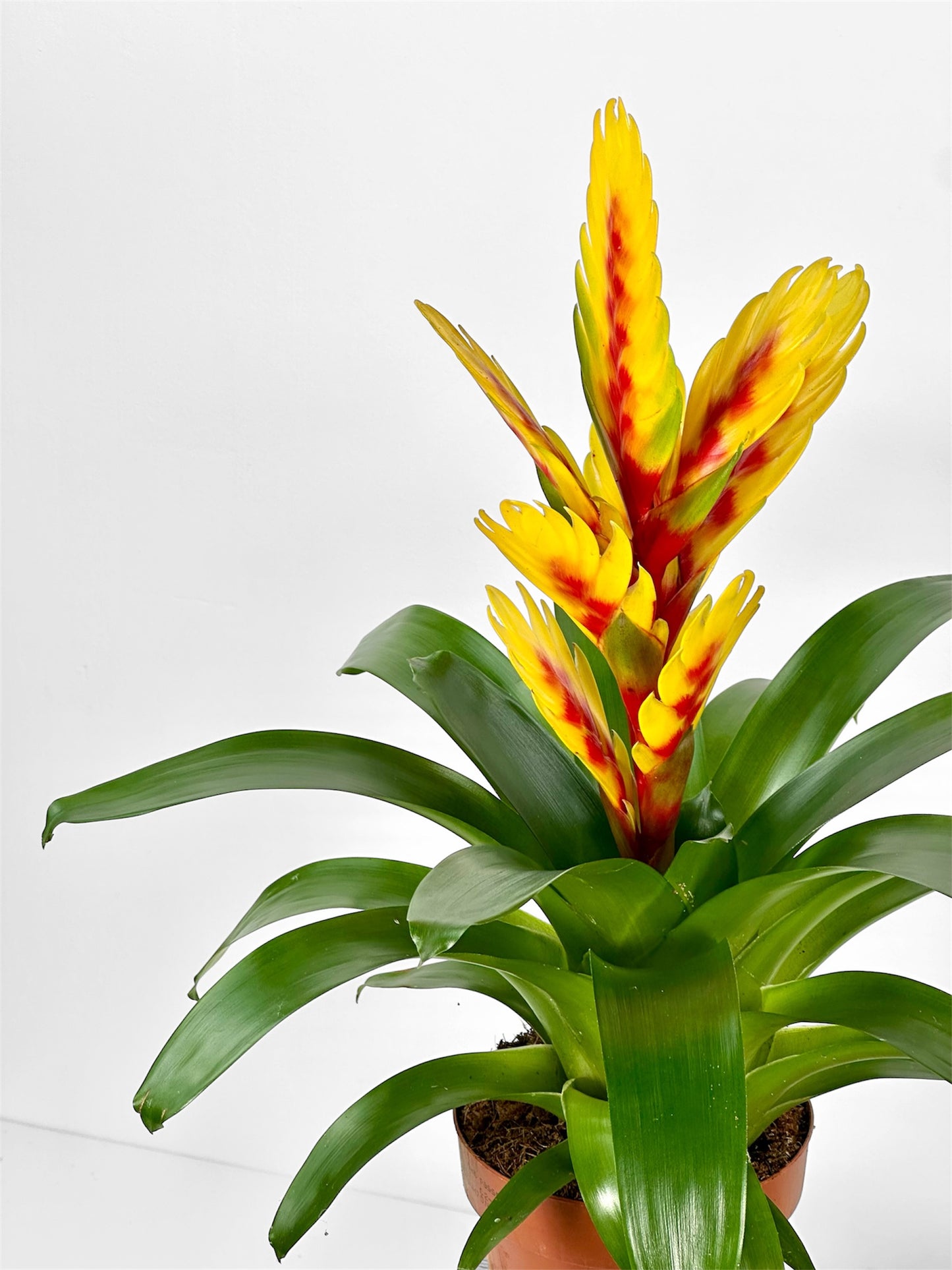 Vriesea Intenso Yellow Flame