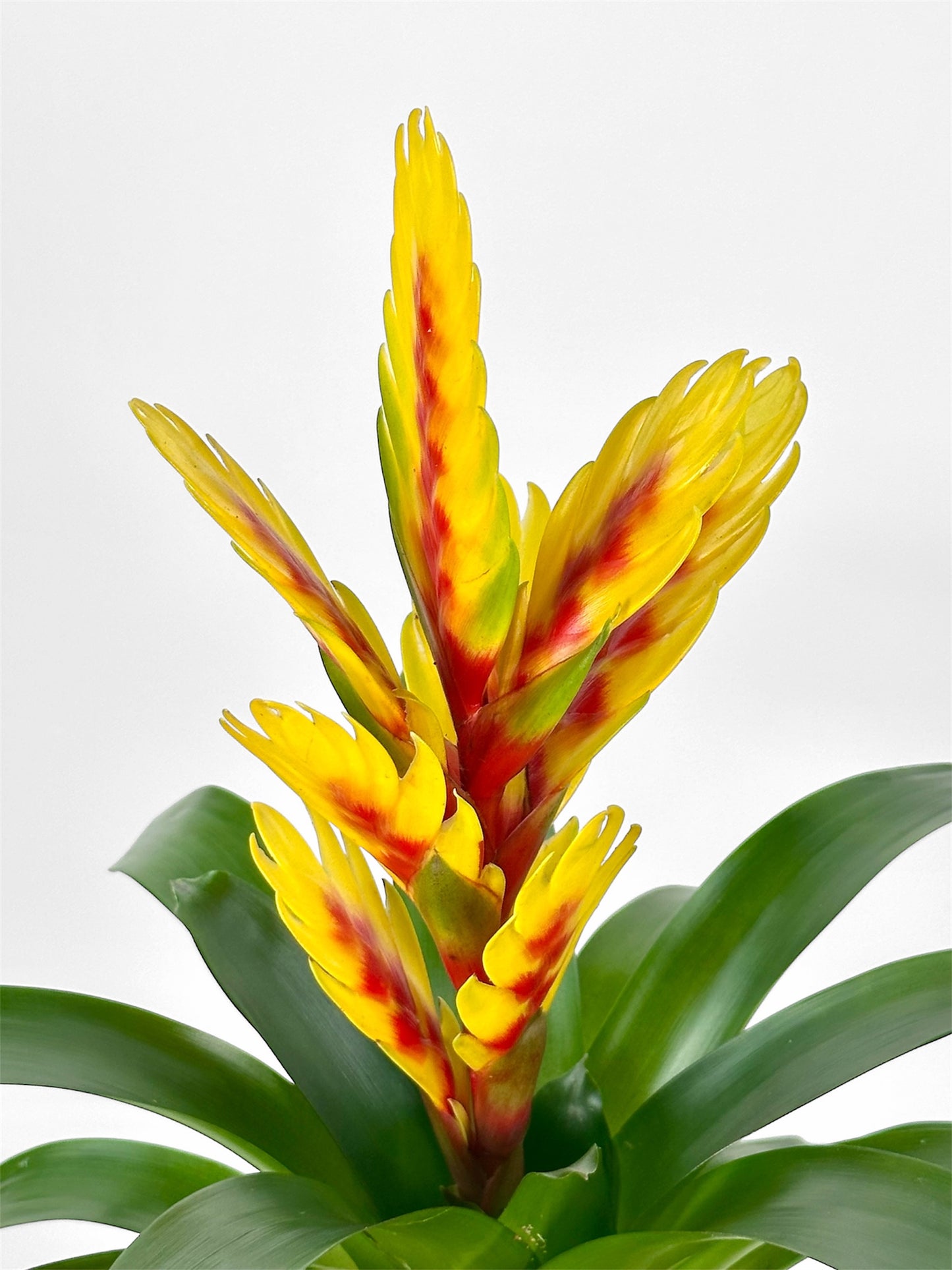 Vriesea Intenso Yellow Flame