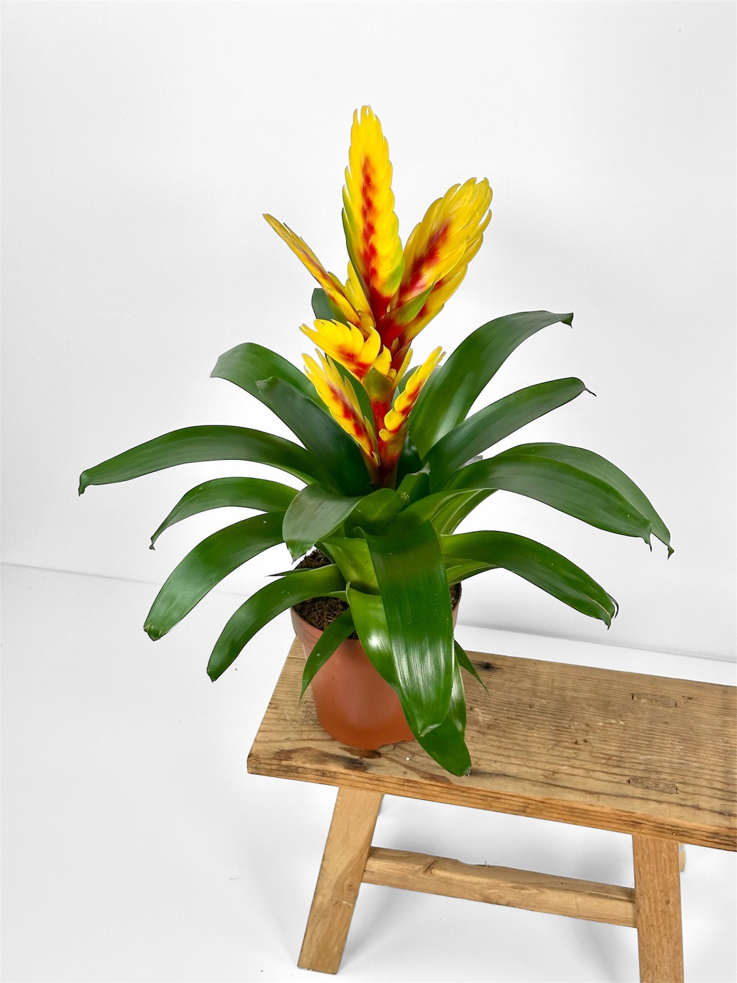 Vriesea Intenso Yellow Flame