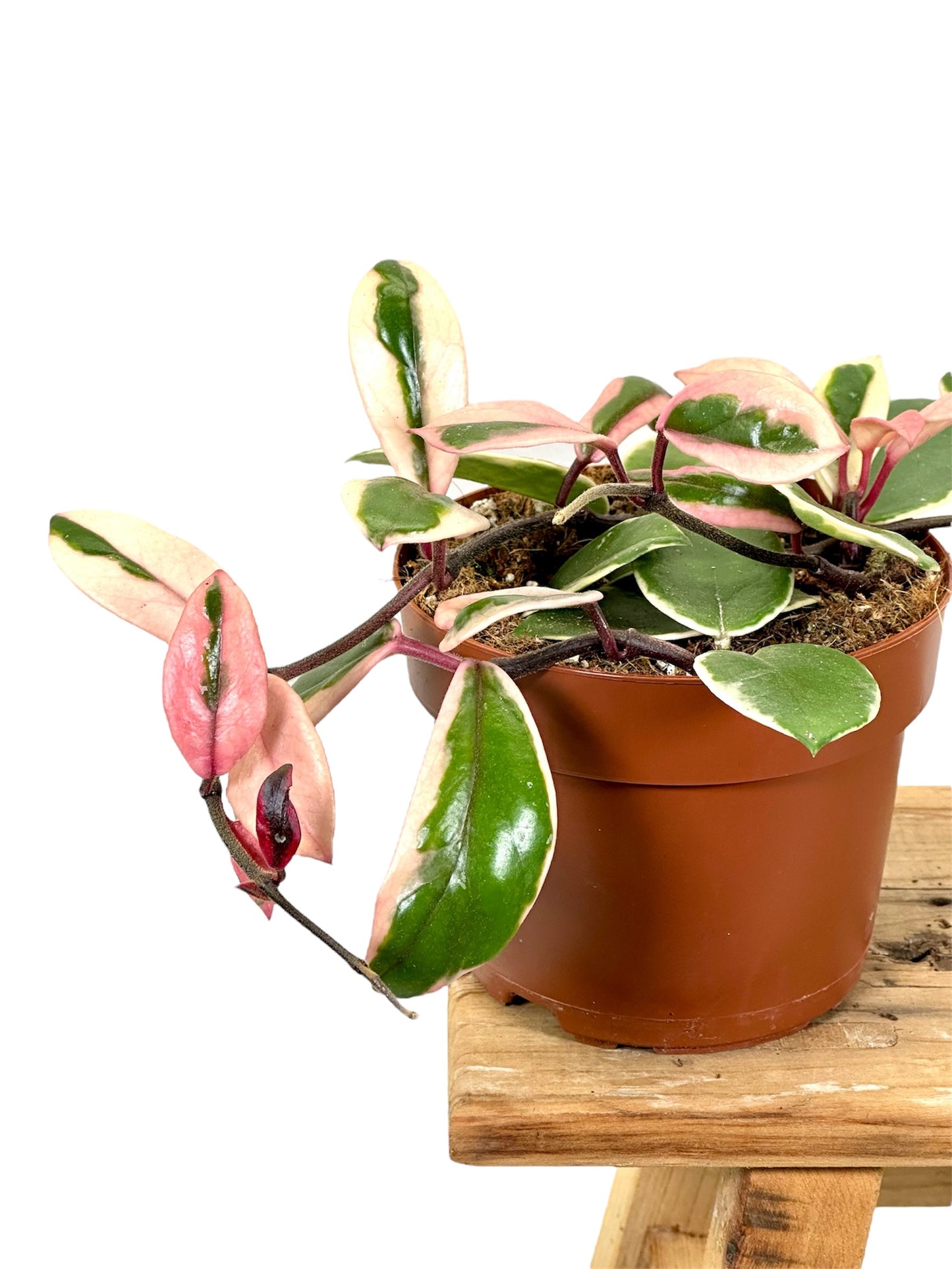 Hoya Flamingo ''Dream Star of Java''