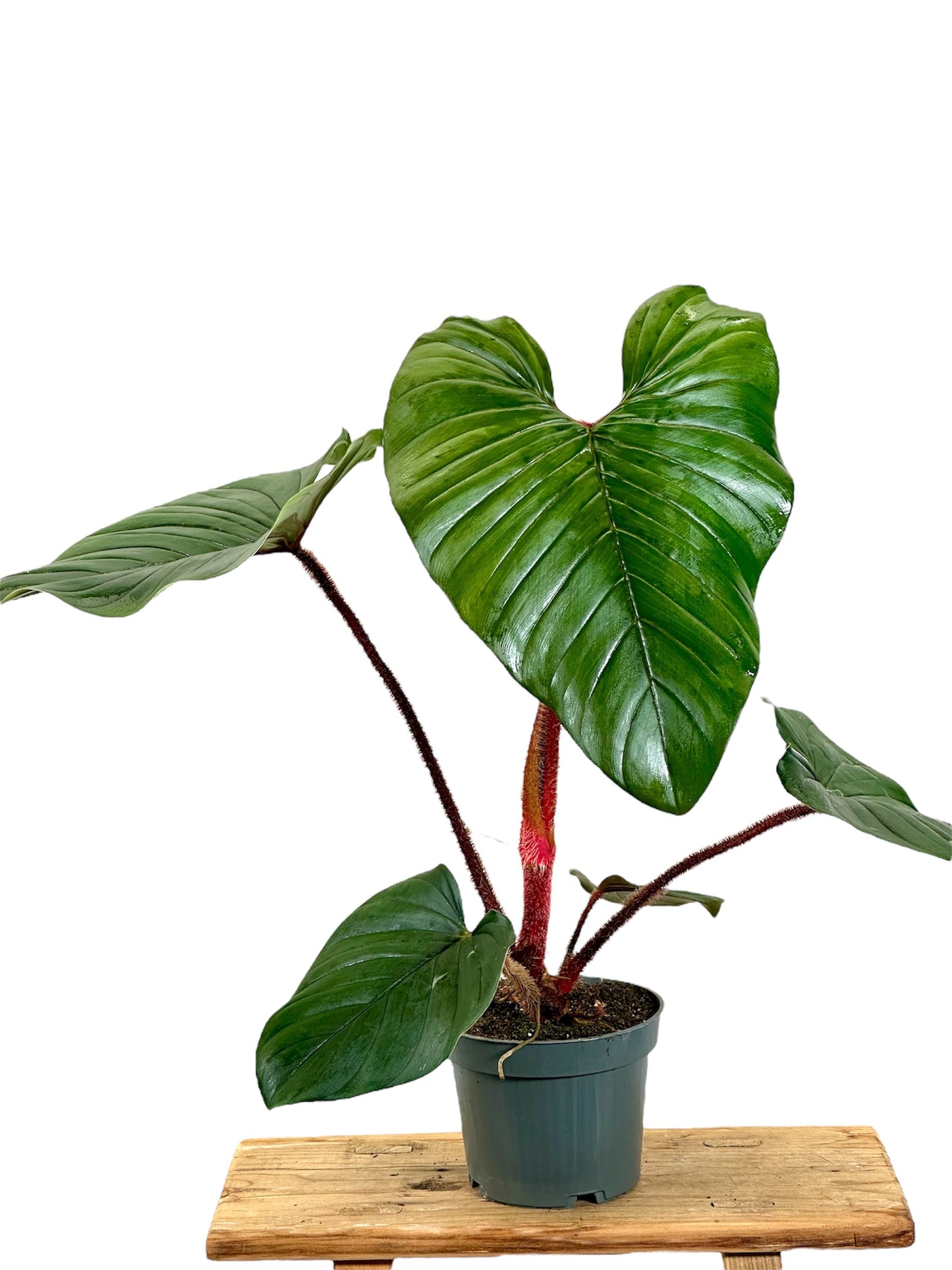Philodendron Squamiferum x Serpen