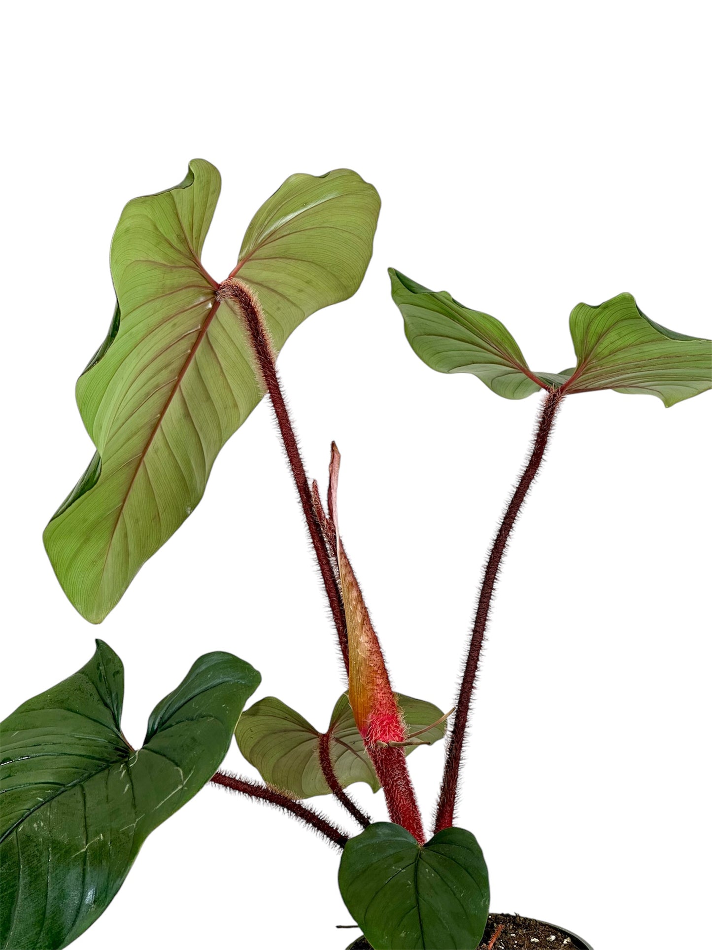 Philodendron Squamiferum x Serpen