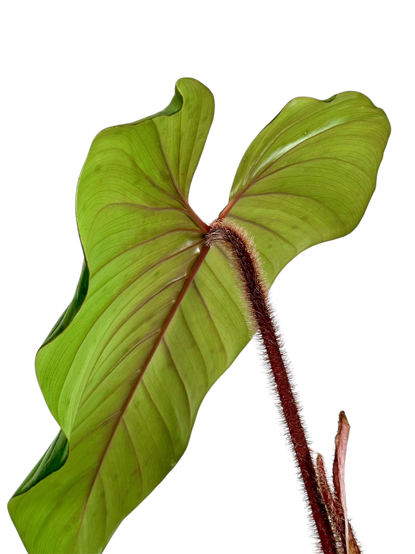 Philodendron Squamiferum x Serpen