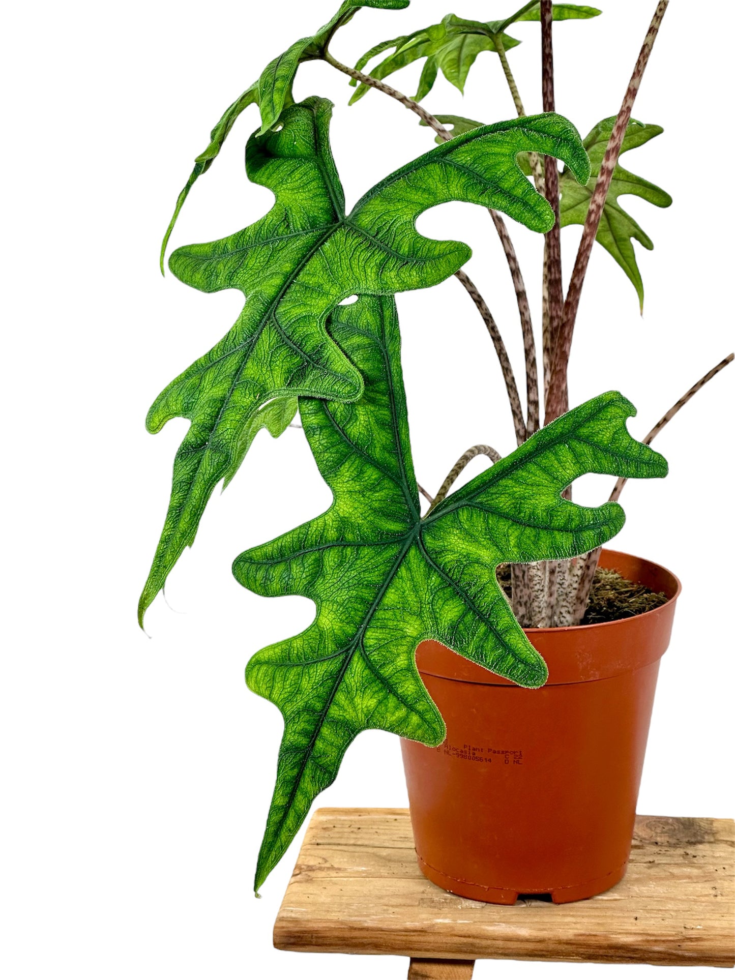 Alocasia Jacklyn