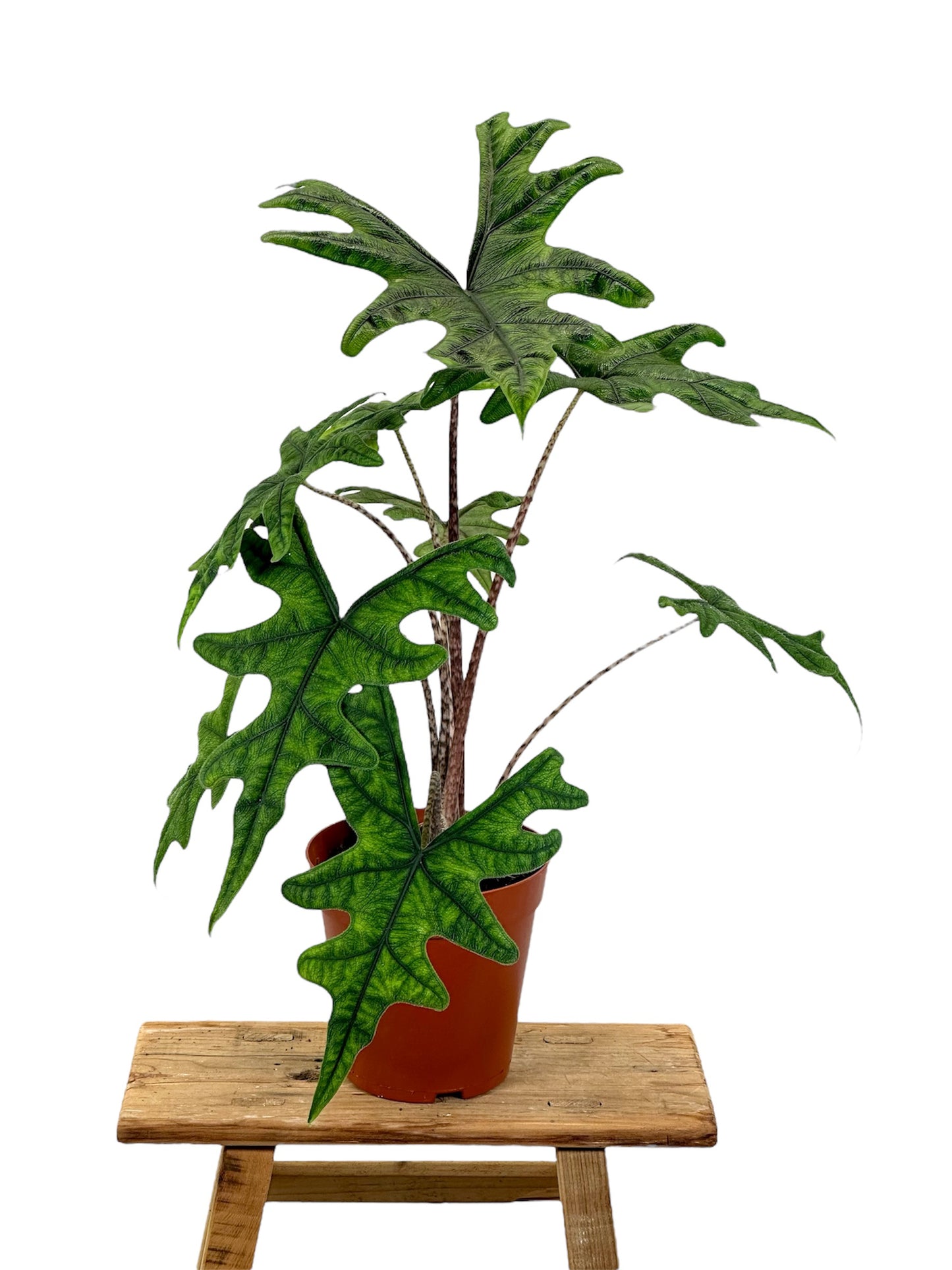 Alocasia Jacklyn