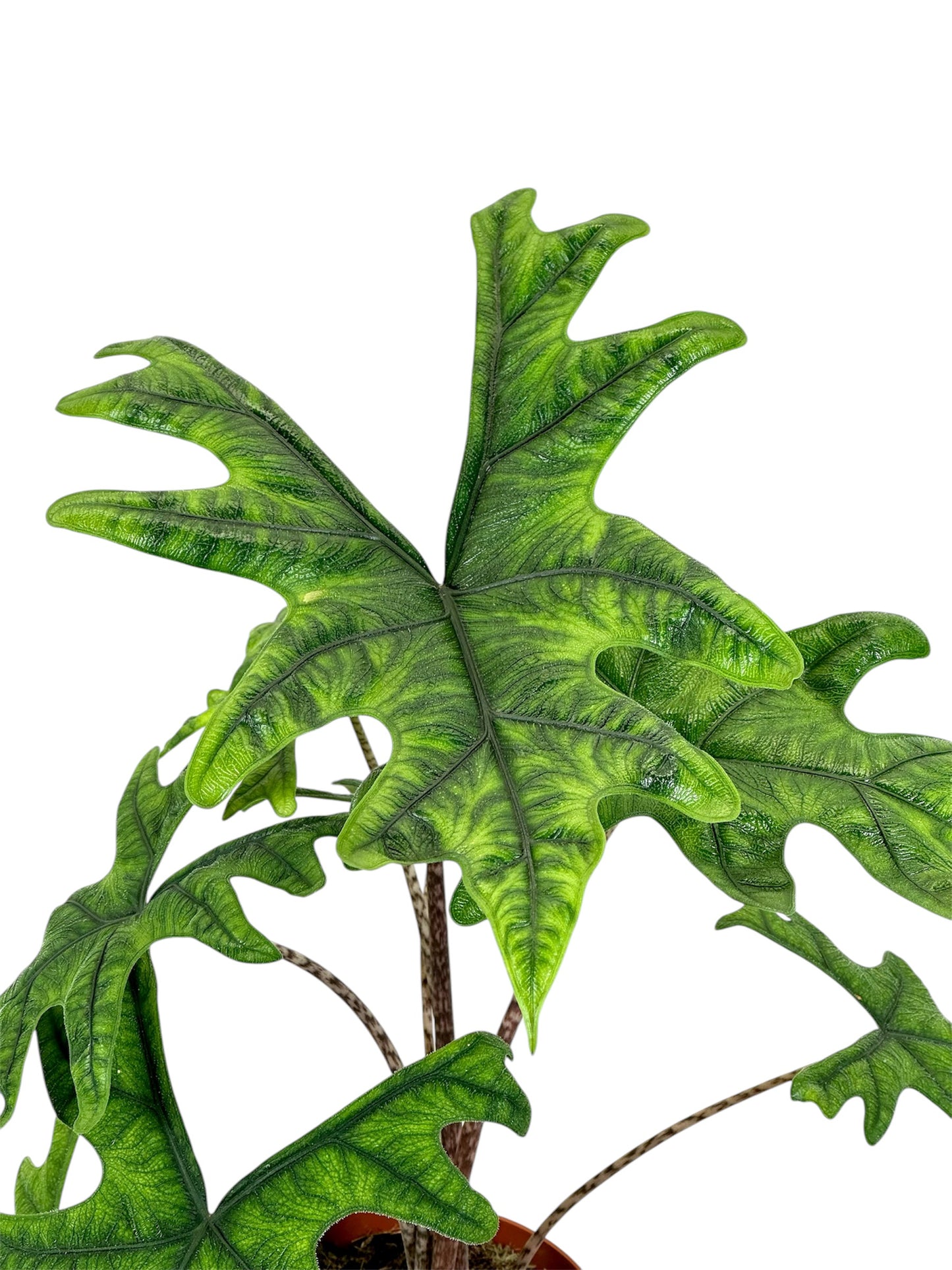 Alocasia Jacklyn