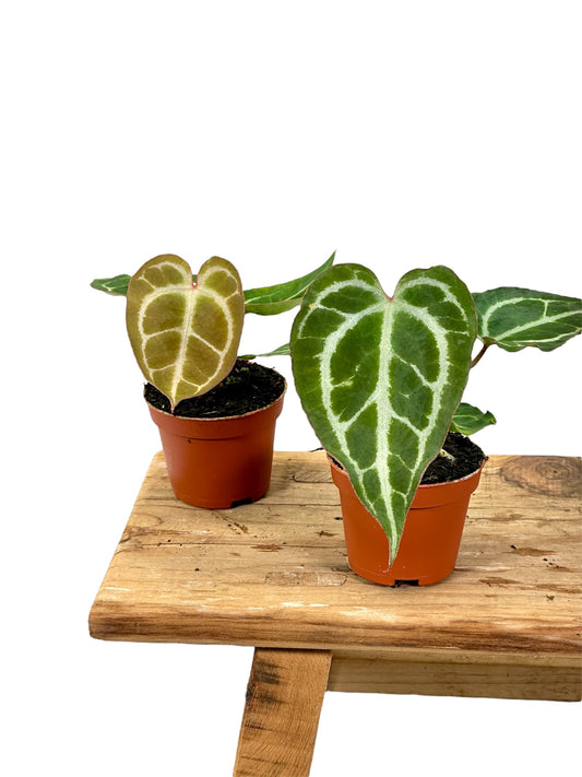 Anthurium Crystallinum - Baby plant