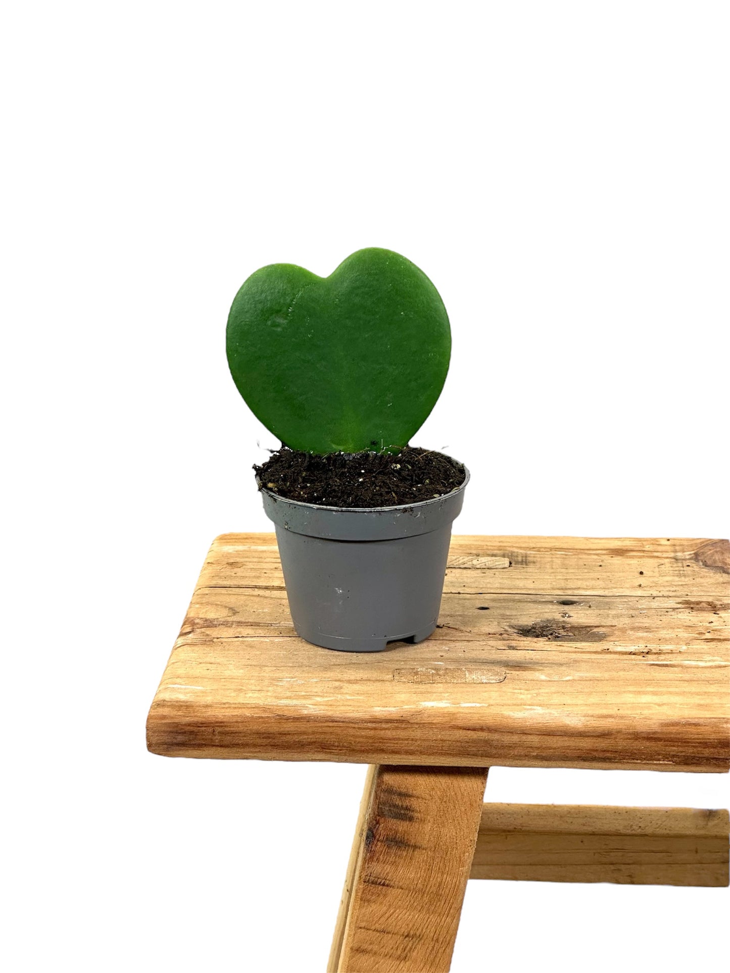 Hoya Kerrii - Baby plant