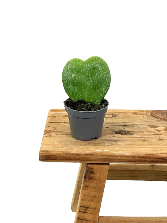 Hoya Kerrii splash - Baby plant