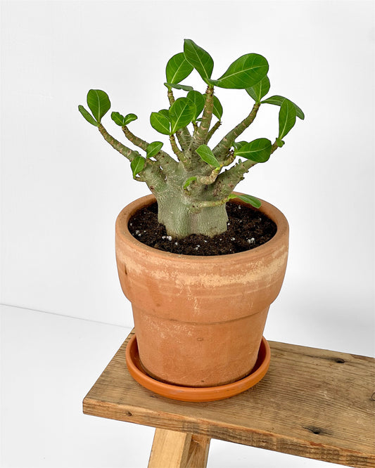 Adenium Obesum Baobab - Rose du désert Ø17cm pot en terre cuite