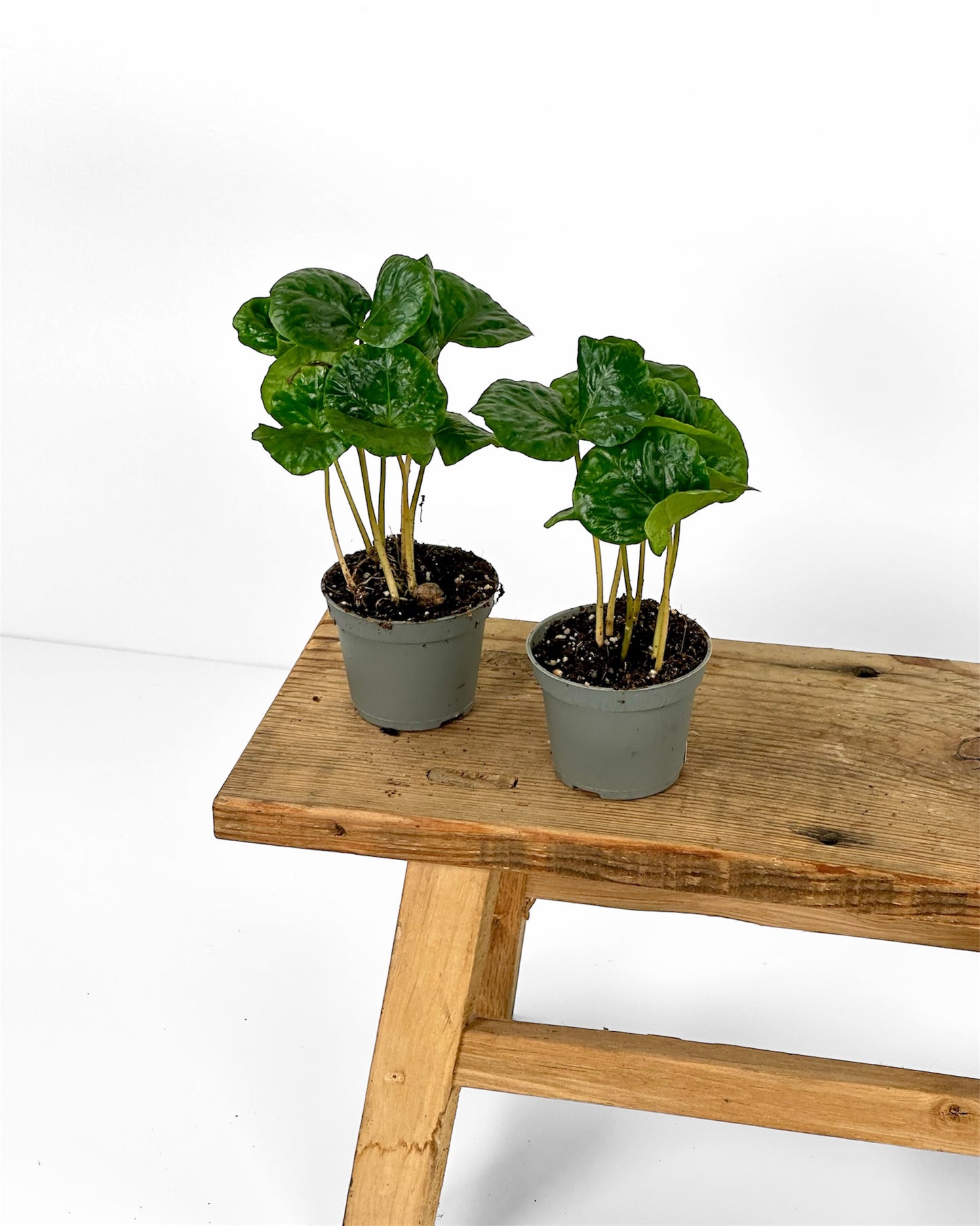 Coffea Arabica - Caféier baby plant