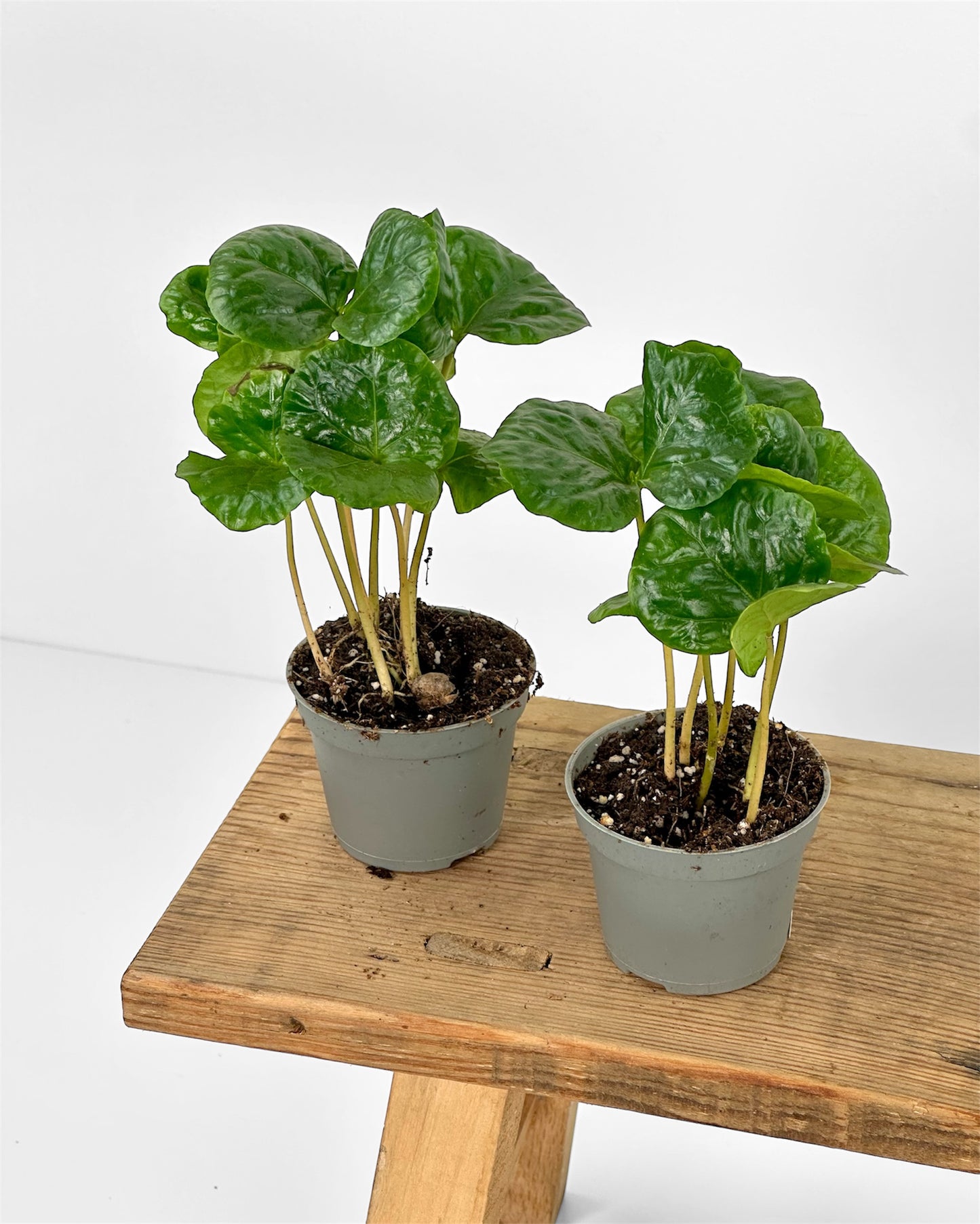 Coffea Arabica - Caféier baby plant