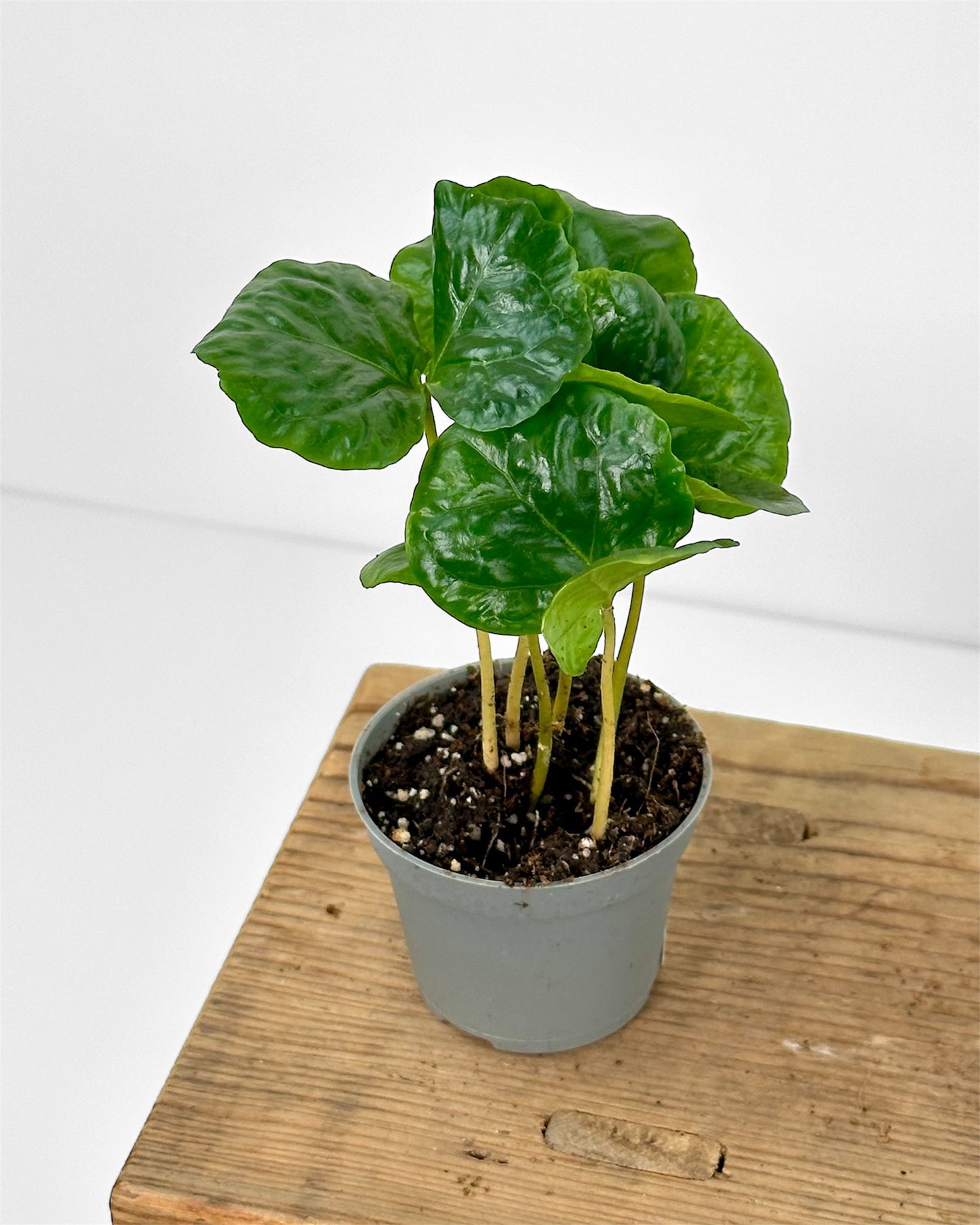 Coffea Arabica - Caféier baby plant