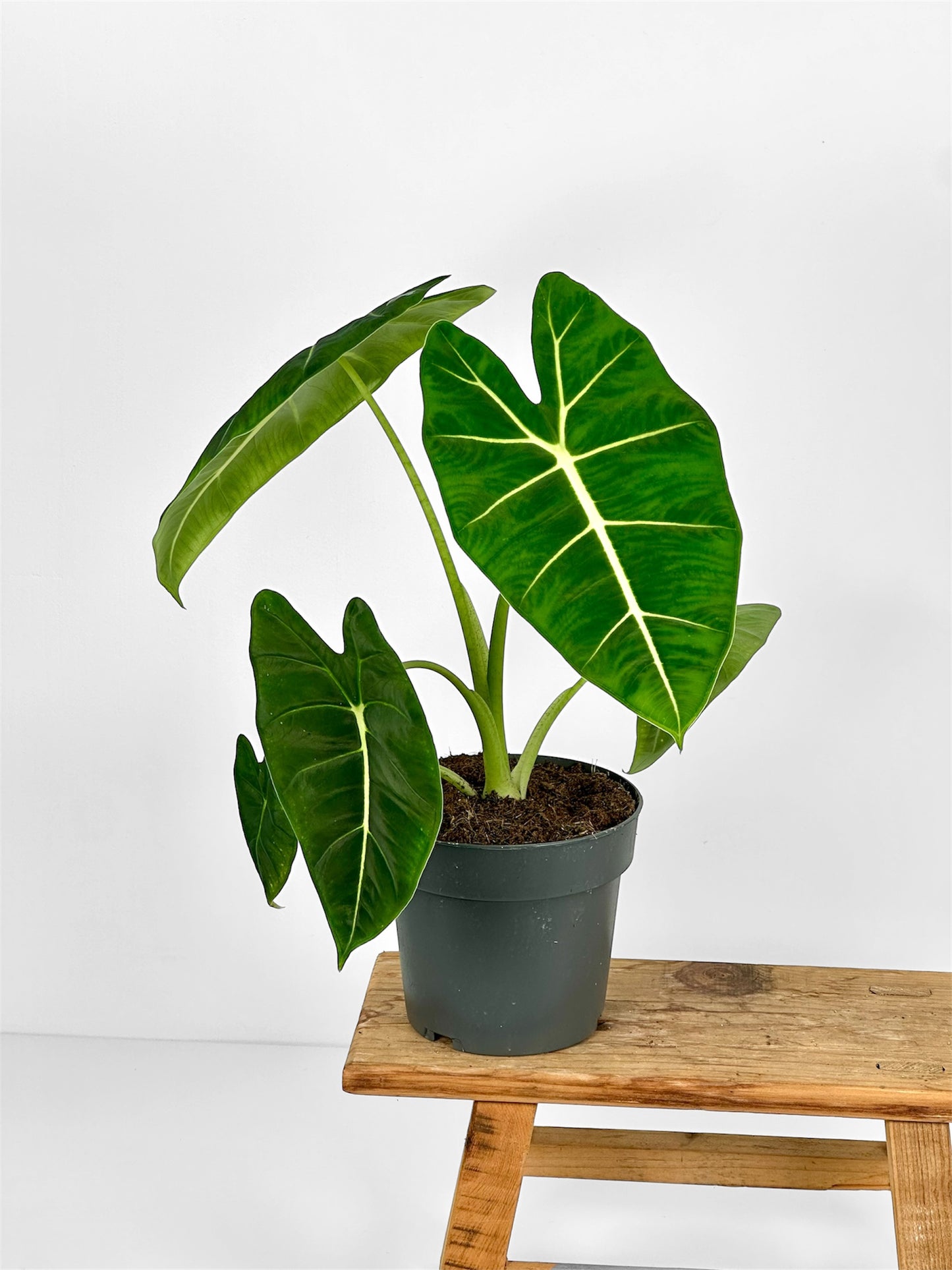 Alocasia Micholitziana Frydek