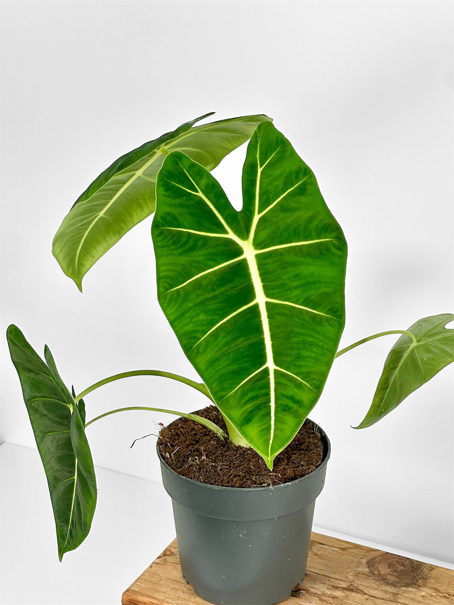 Alocasia Micholitziana Frydek