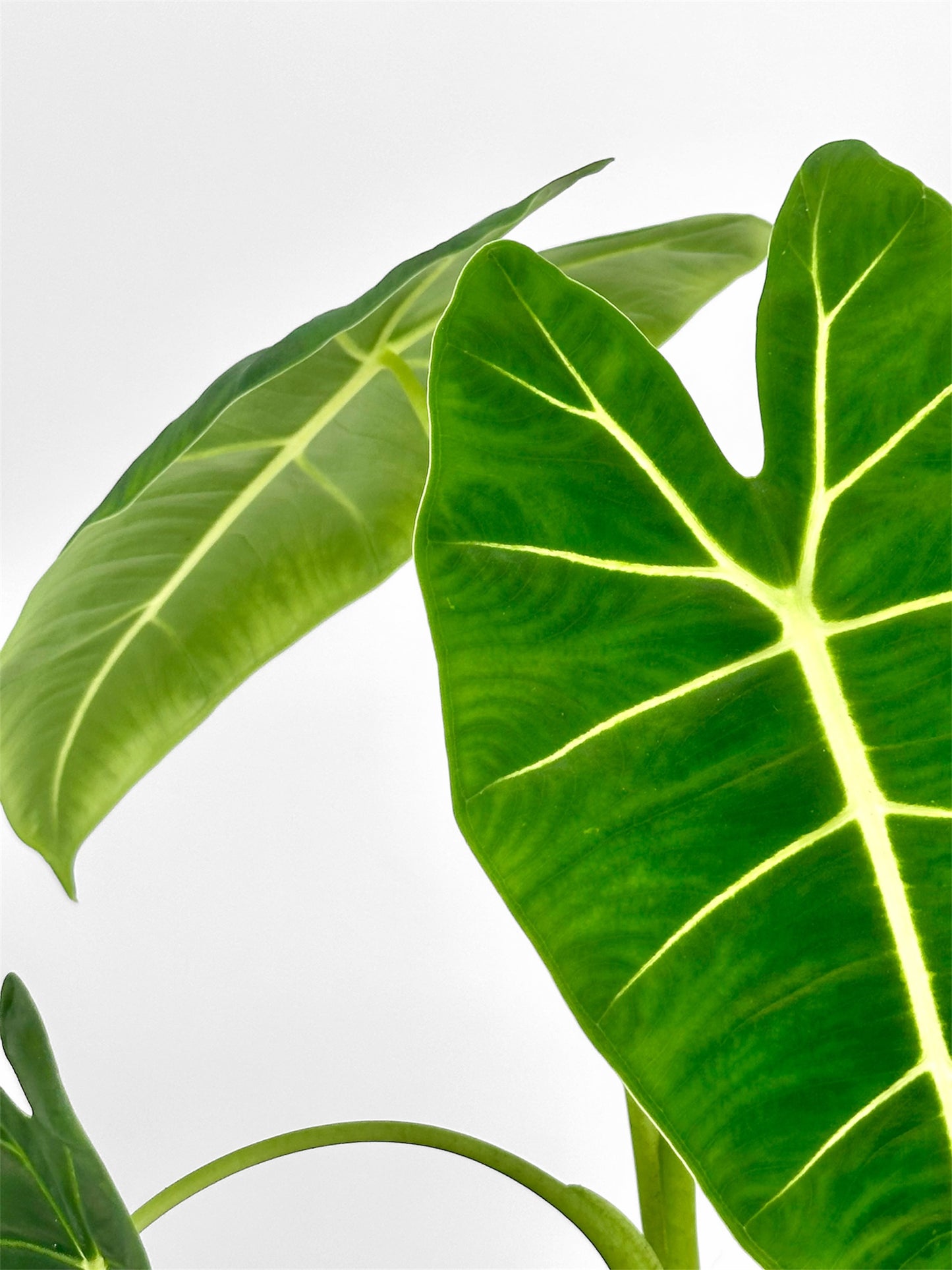 Alocasia Micholitziana Frydek